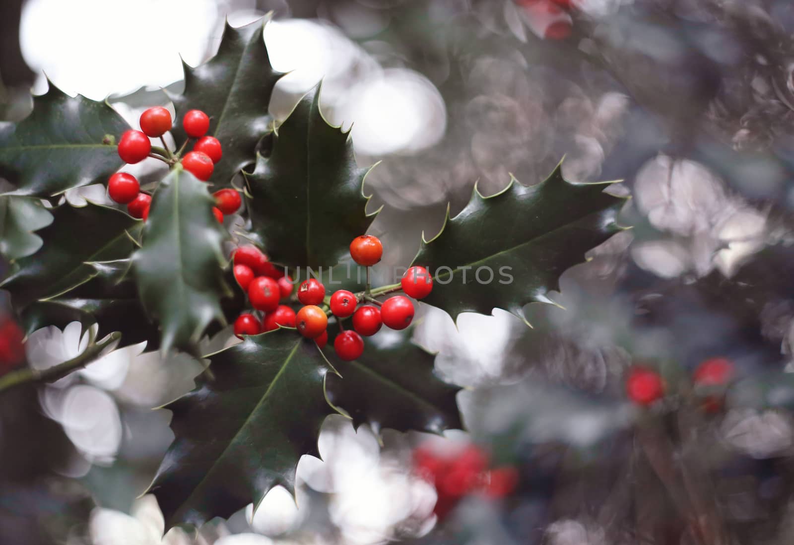 holly tree and red berries in the winter