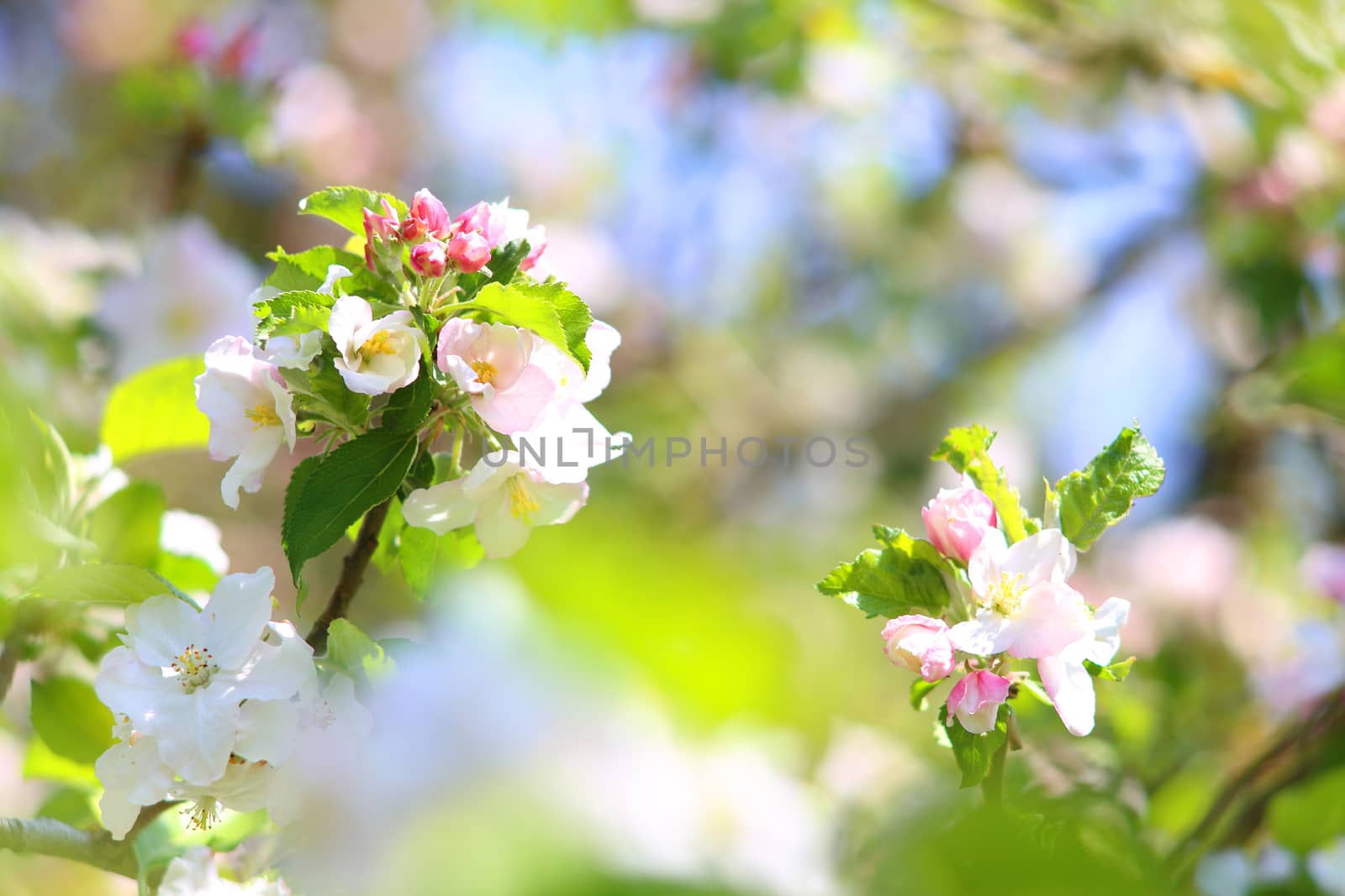 Blooming apple tree in spring time