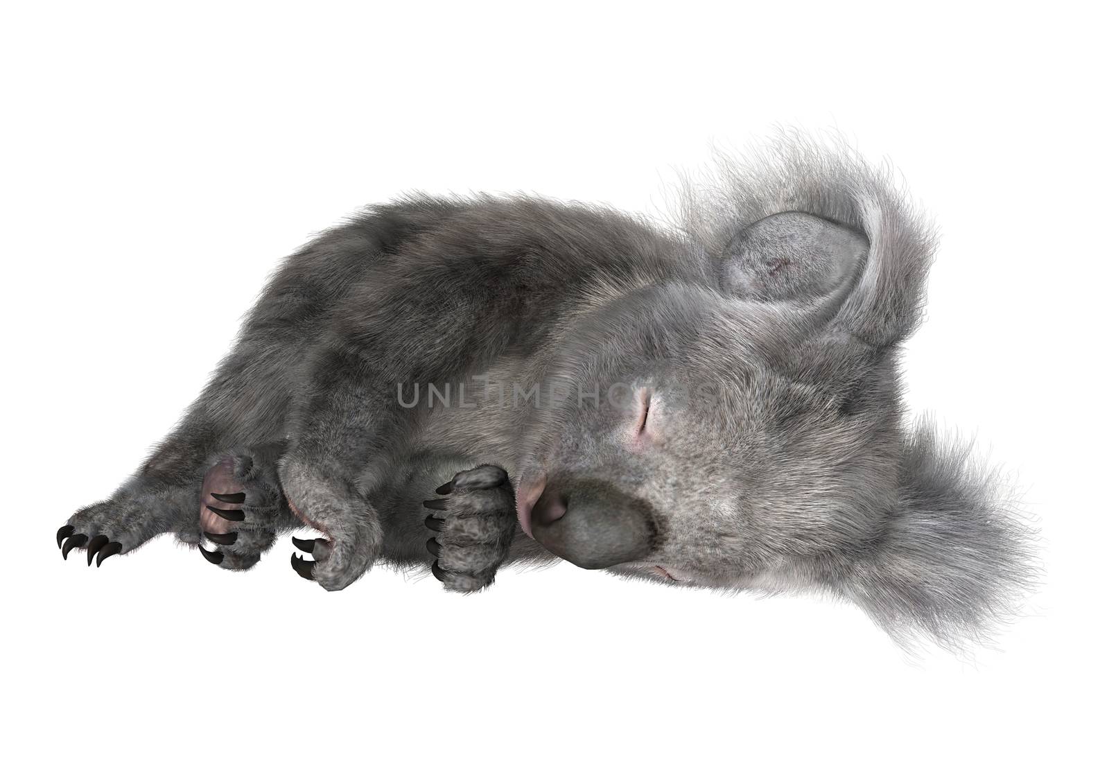 3D digital render of a cute Australian koala bear sleeping isolated on white background