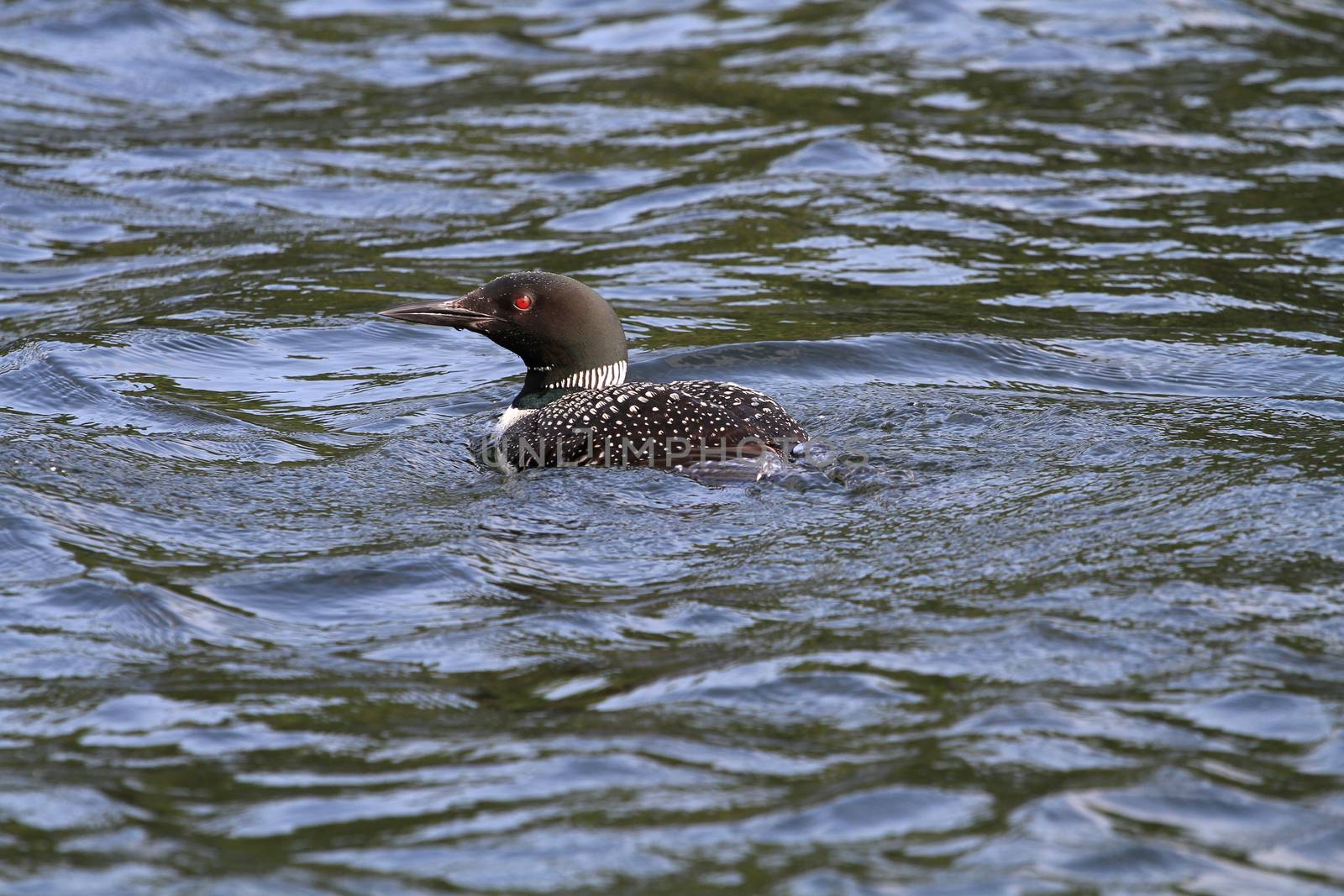 Common Loon in late summer afternoon sun