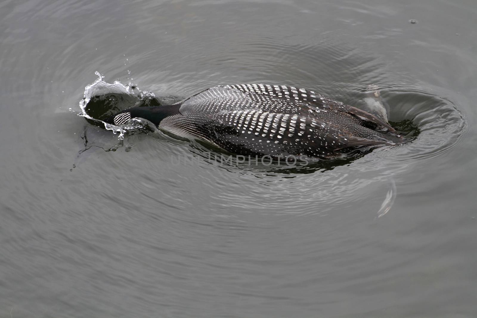 Common Loon fishing in northern lake late summer