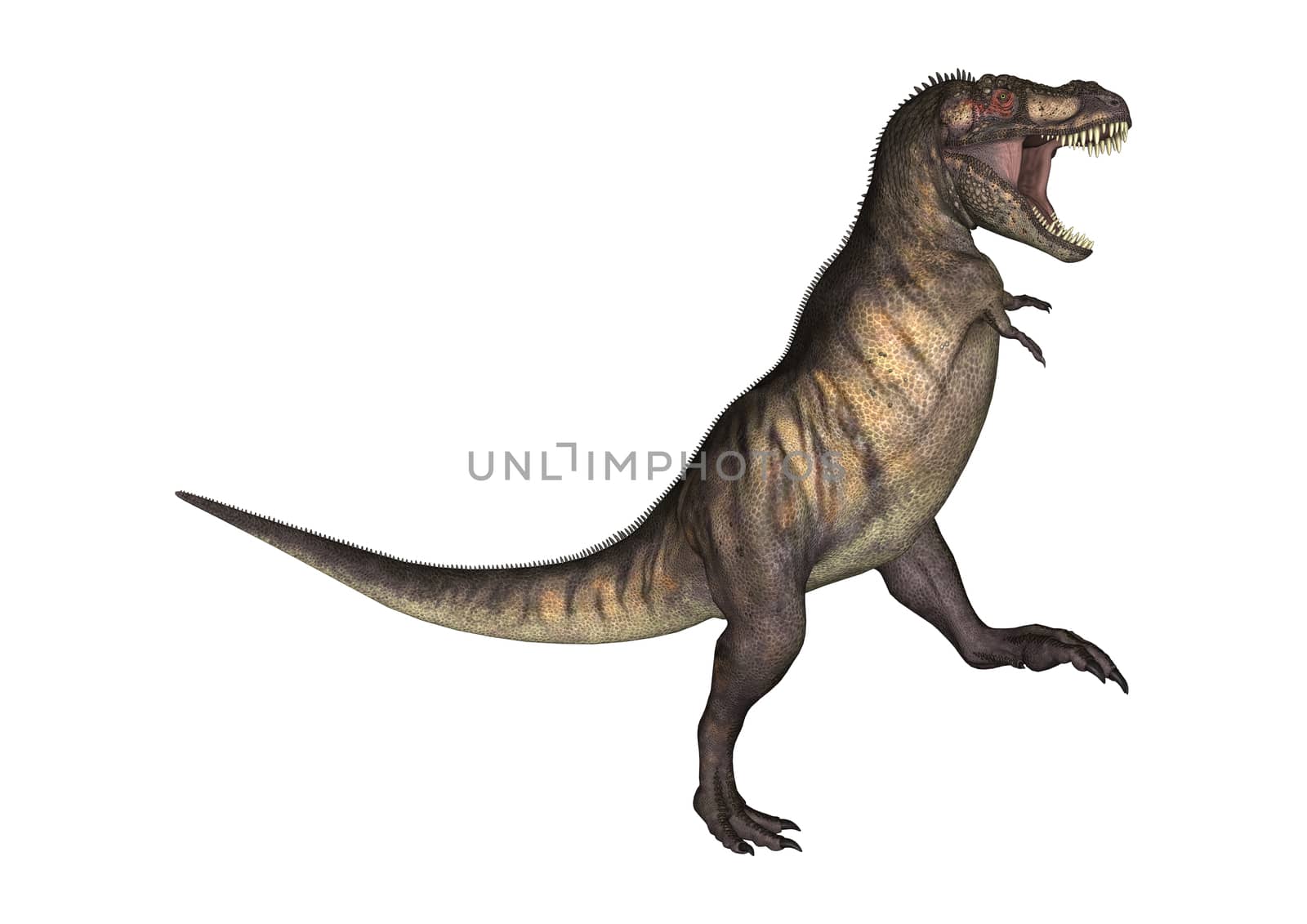 Dinosaur Tyrannosaurus by Vac