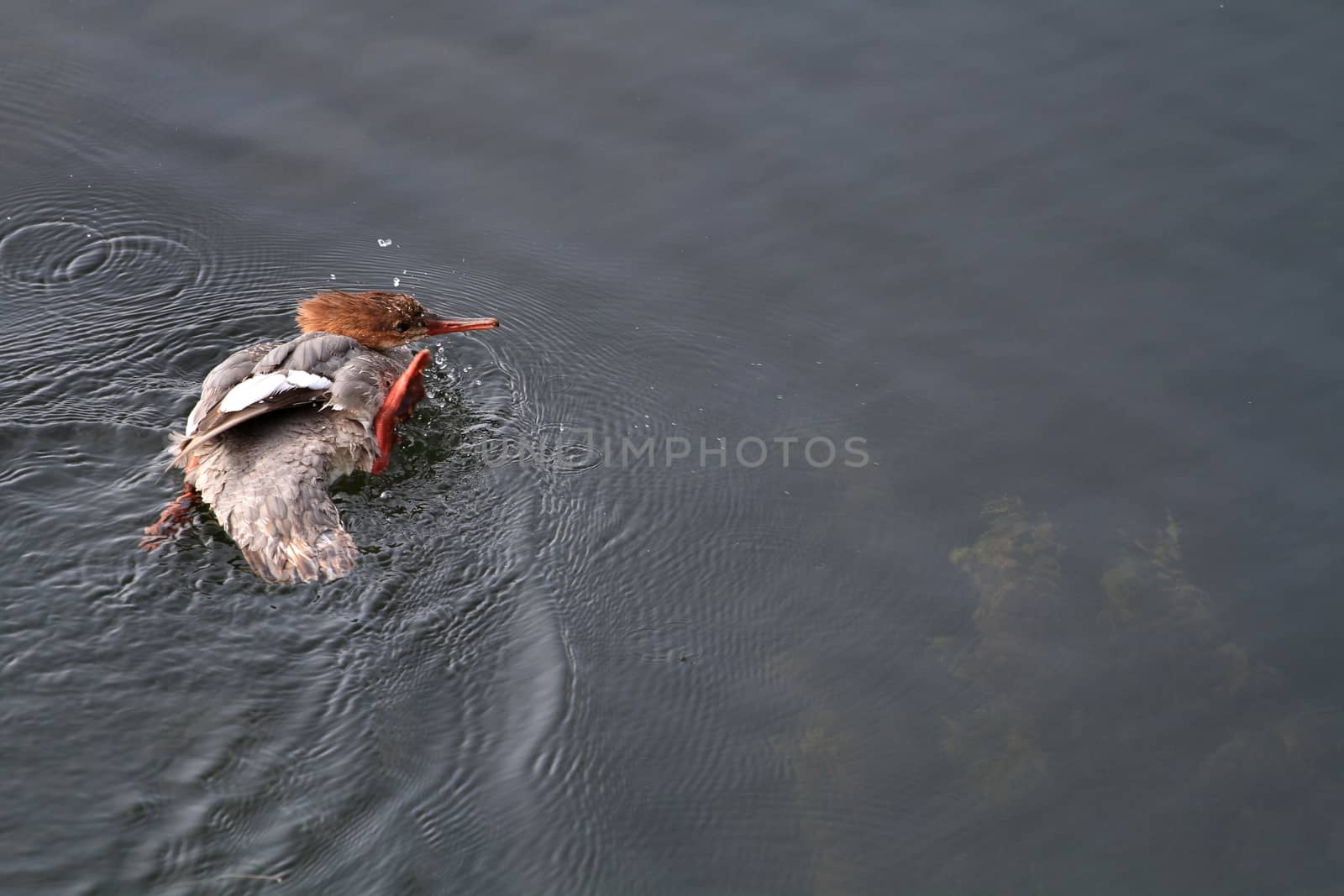 Common Merganser young fishing in late summer sun