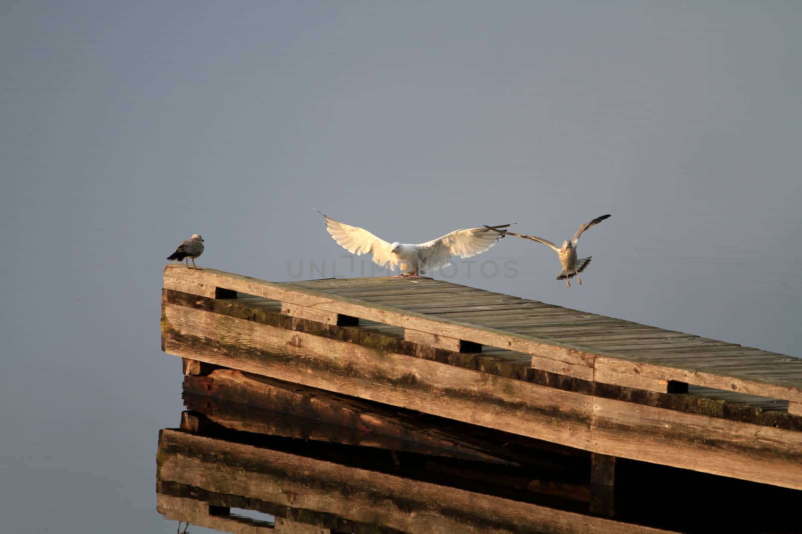 Dock with Gulls late summer afternoon light