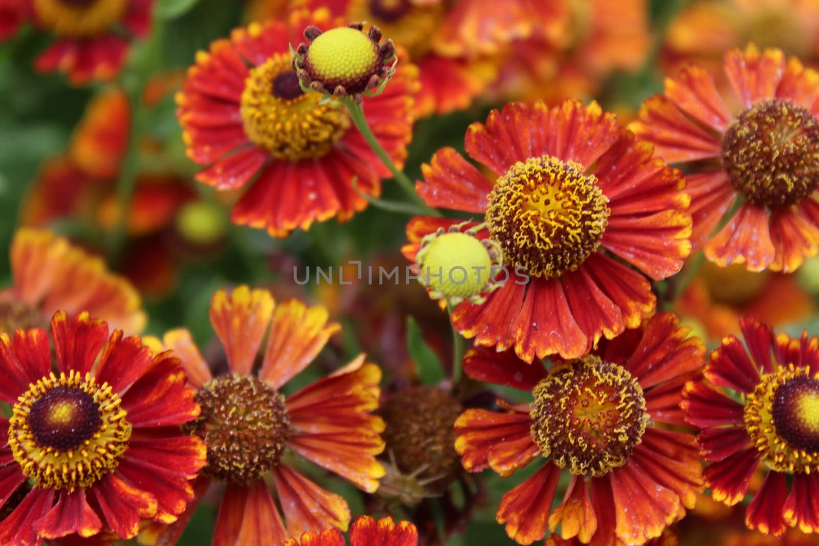 Natural flower background with many small flowers.