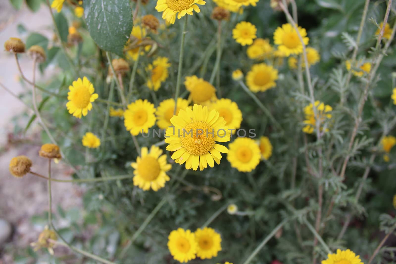 Natural flower background with many small flowers.