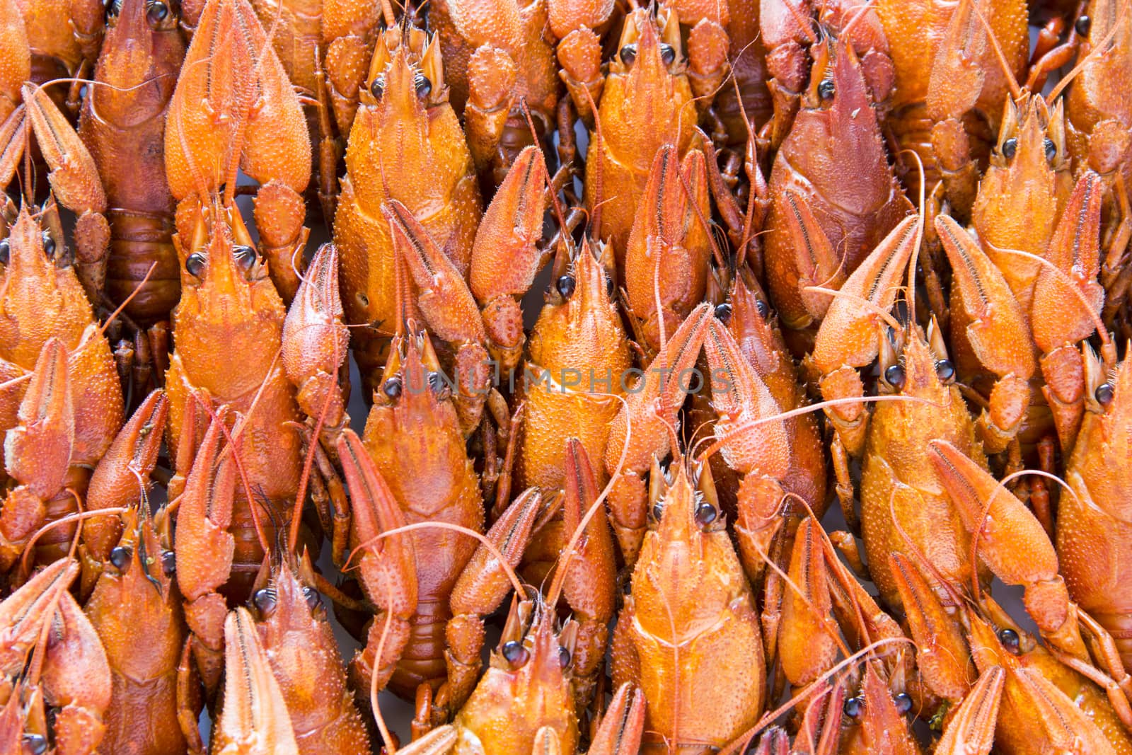 Photo of background with red boiled crawfishes
