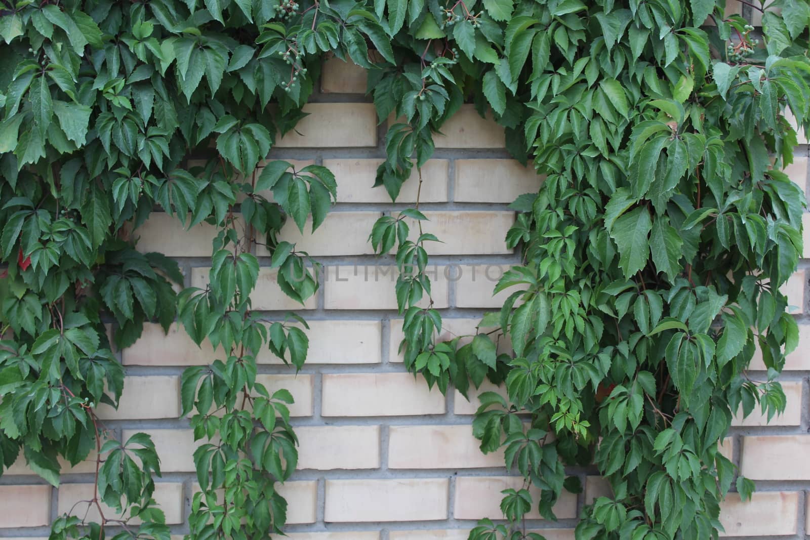 Brick wall covered with grape leaves at summer.