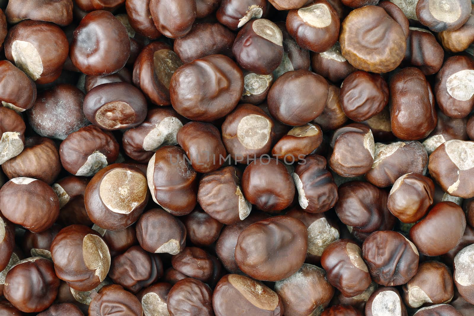 Detail of the chestnuts - autumn product