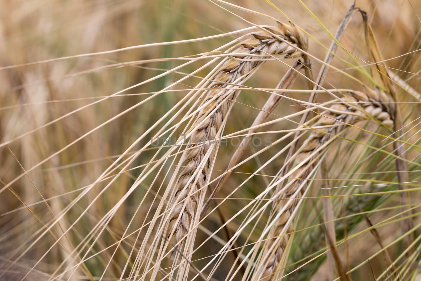 Barley by Mibuch