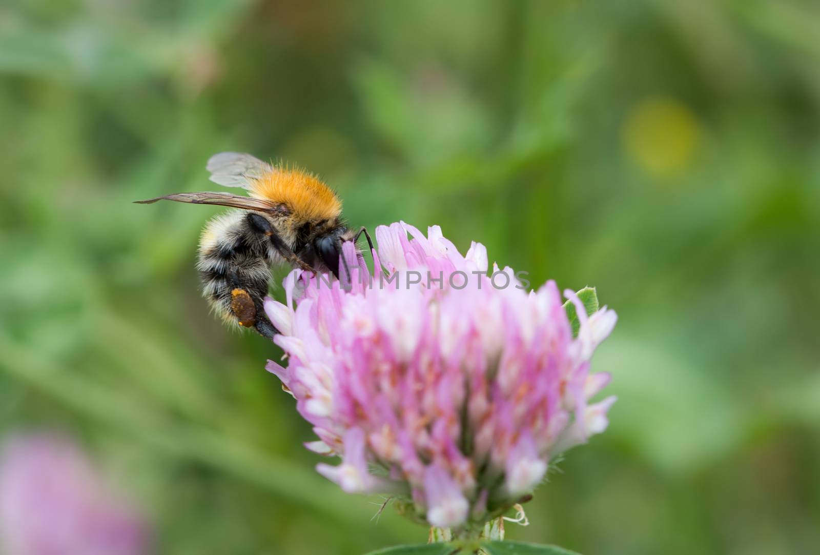 Detail of the humble bee in bloom - pollination