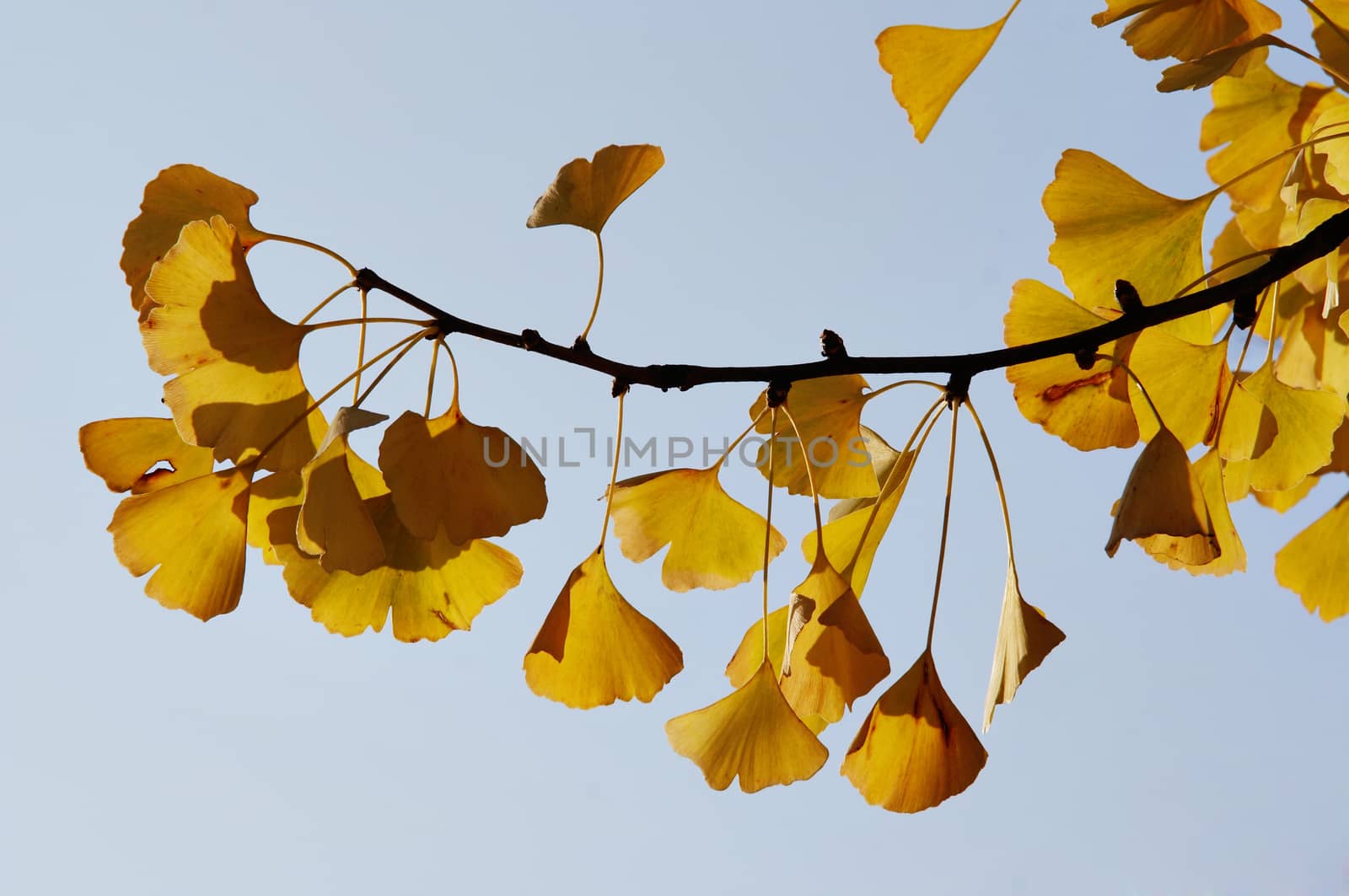 ginkgo - maidenhair tree by Mibuch