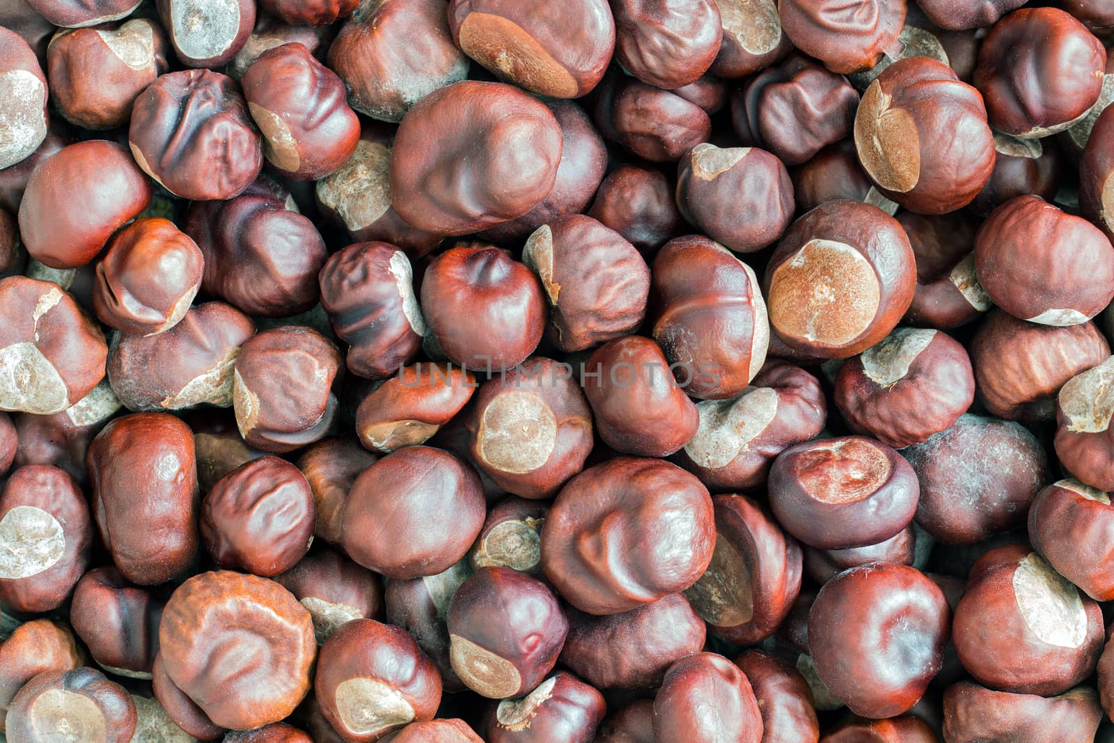 Detail of the heap of chestnuts - autumn product