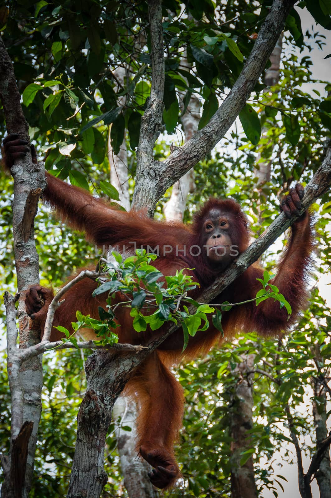 Orang Utan sitting on a tree in national park Tanjung Puting Kalimantan Borneo Indonesia