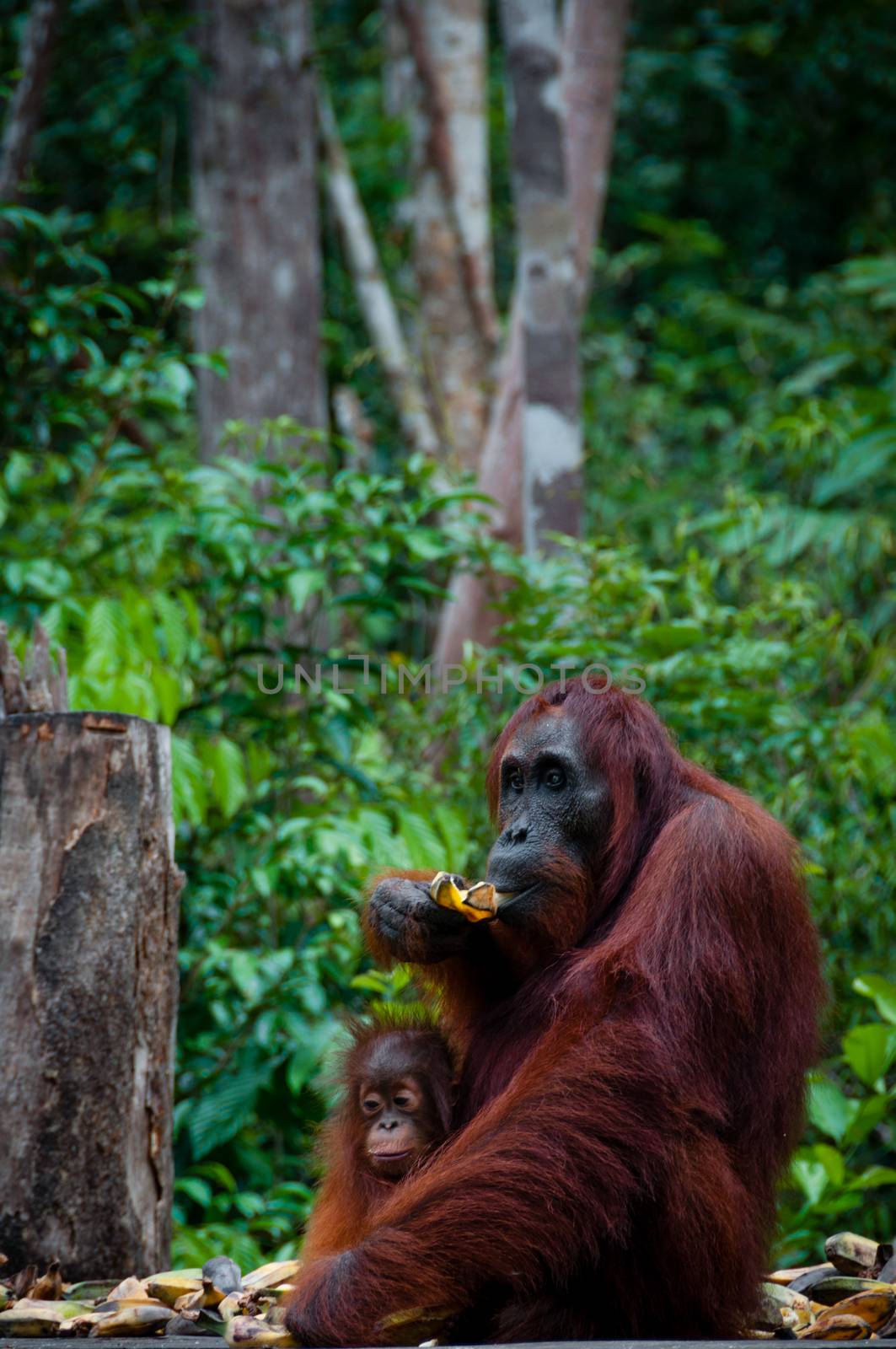 Sitting Orang Utan with a baby in national park Tanjung Puting Kalimantan Borneo Indonesia