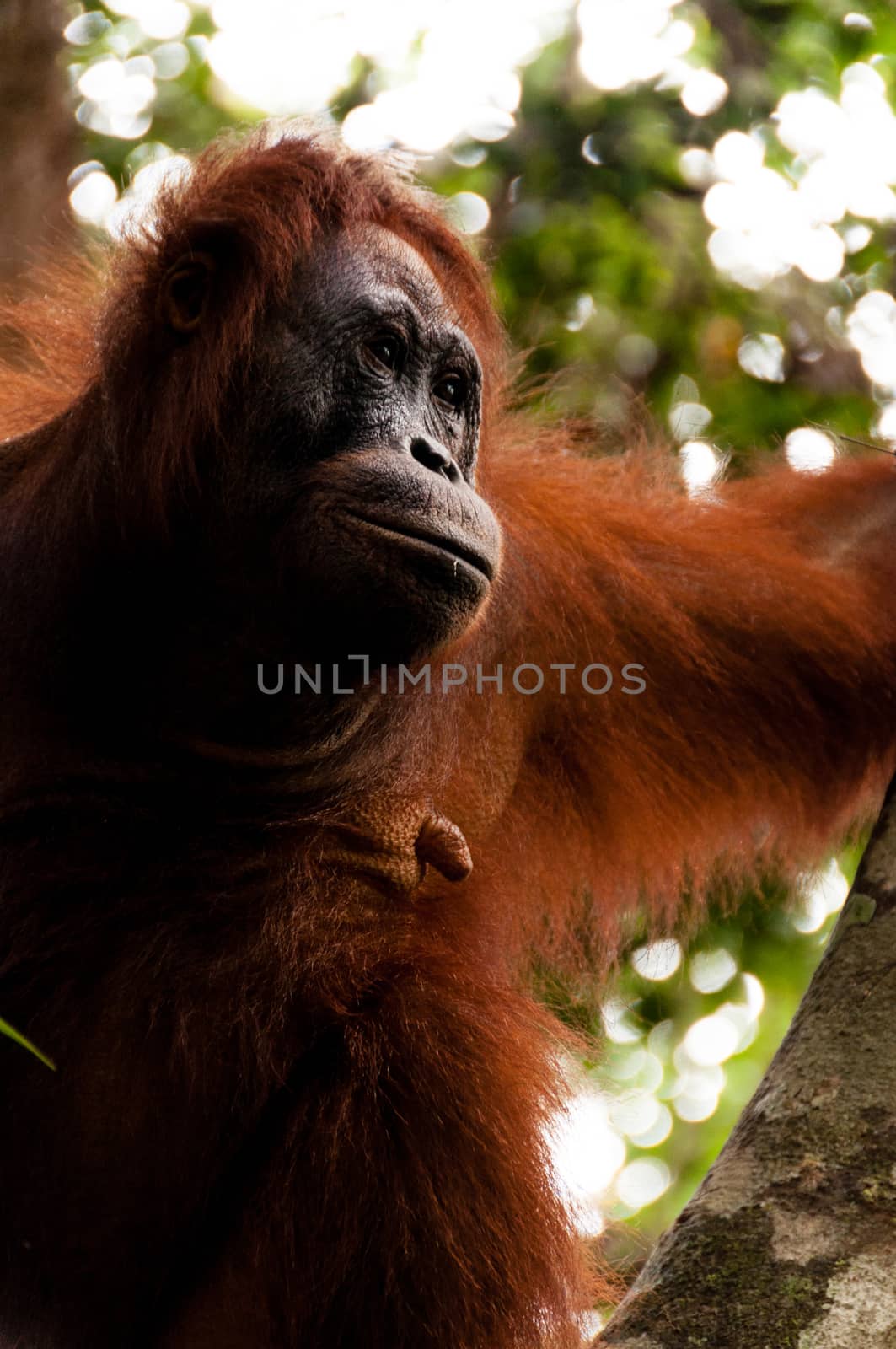 Orang Utan female sitting on a tree in Tanjung Puting kalimantan national park Borneo Indonesia