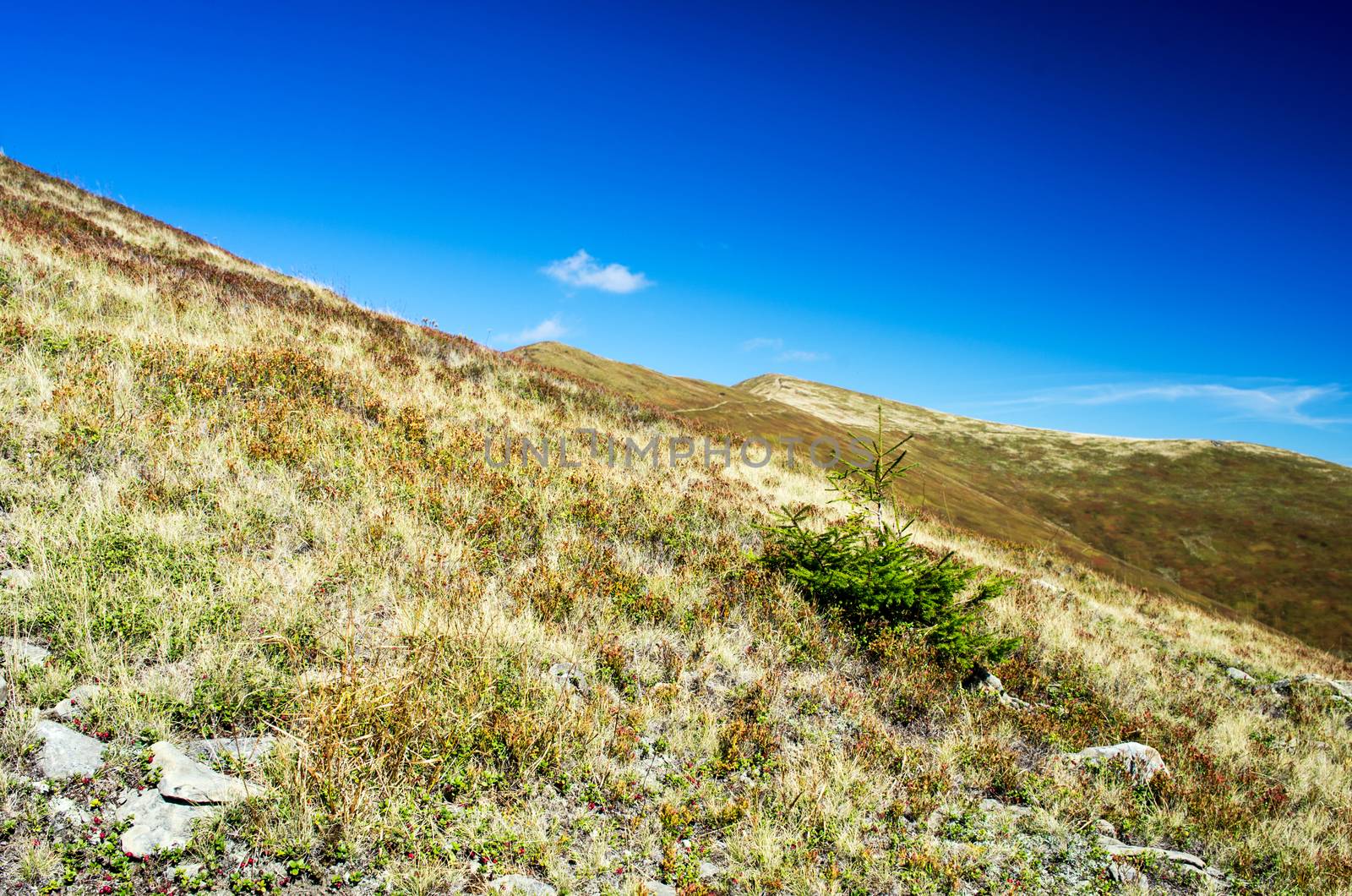 evening mountain plateau landscape (Carpathian, Ukraine)  by dolnikow