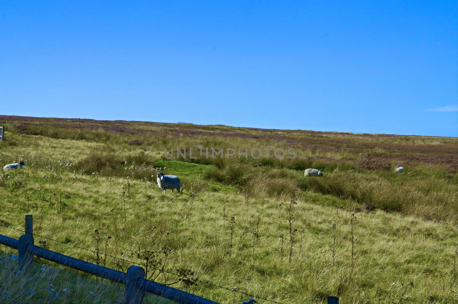 English countryside landscape, hills, grassy slopes in Yorkshire

