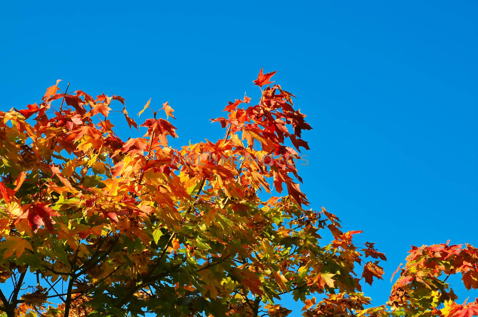 Autumn leaves changing colour, background
