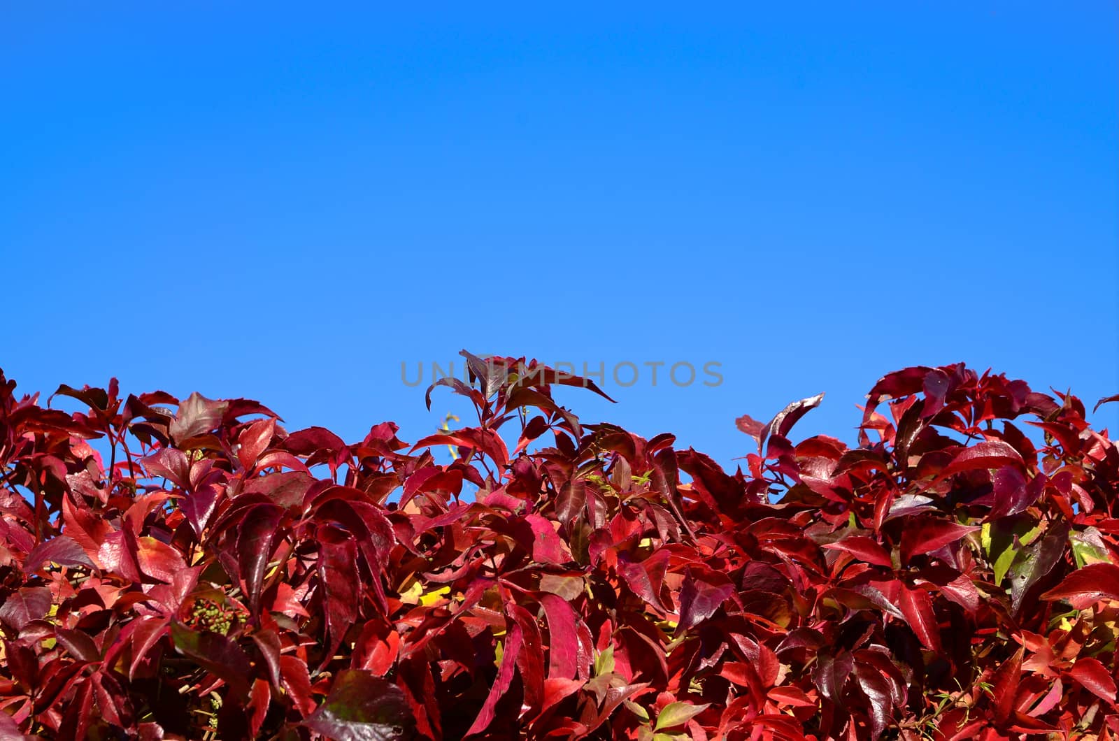 Autumn leaves changing colour, background
