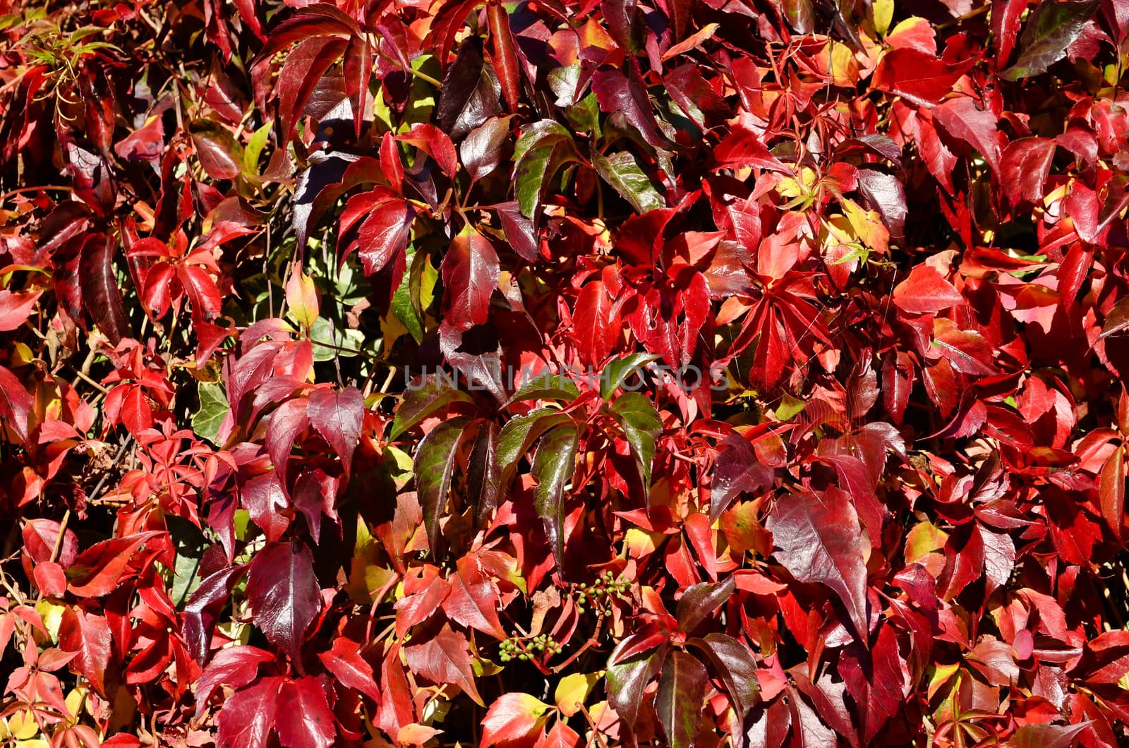 Autumn leaves changing colour, background

