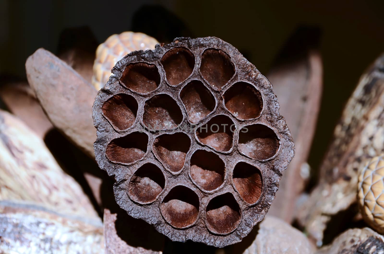 Lotus flower seed pod, dry out, in sun light
