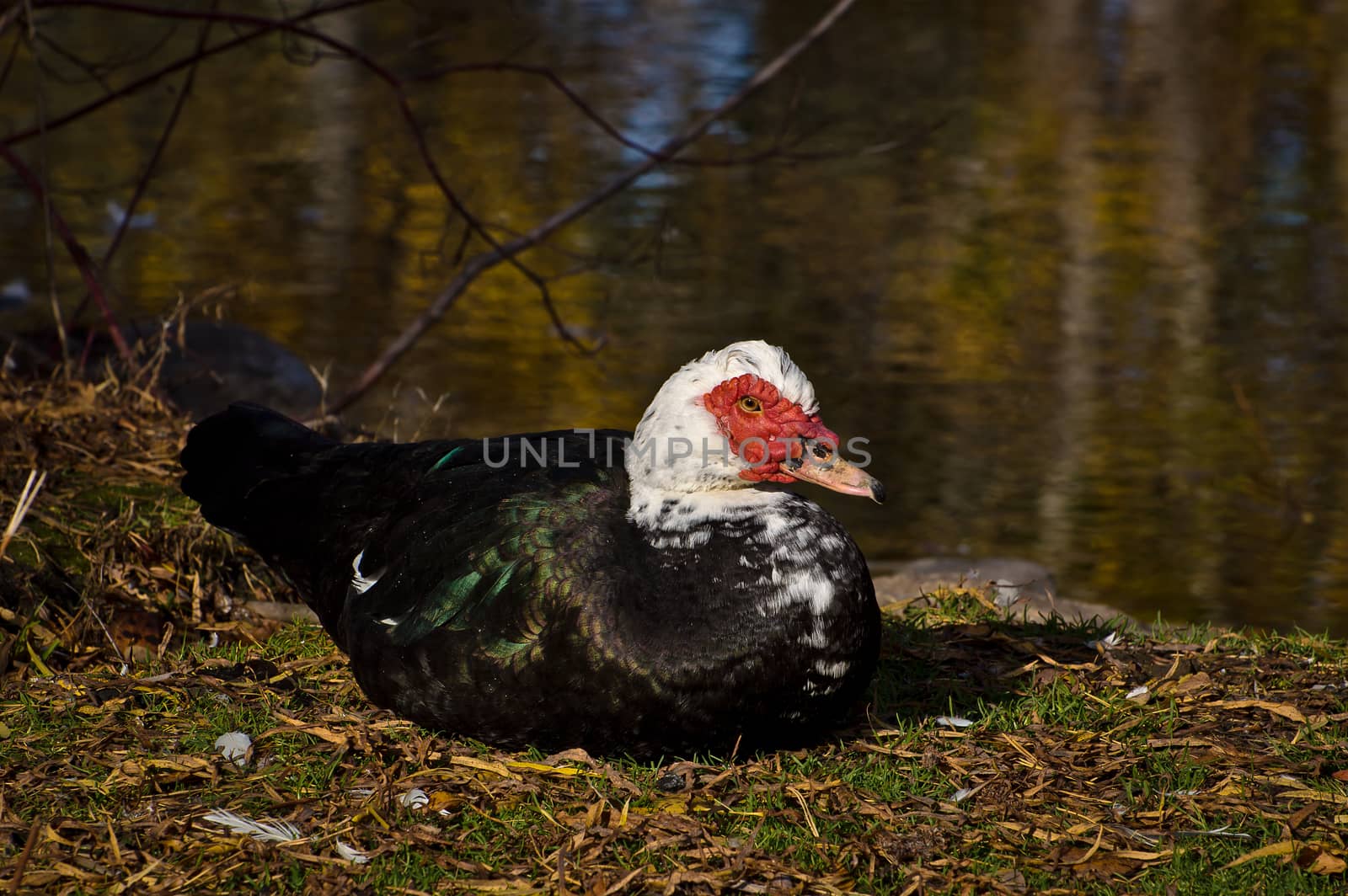 This is the domestic breed of the Muscovy Duck.