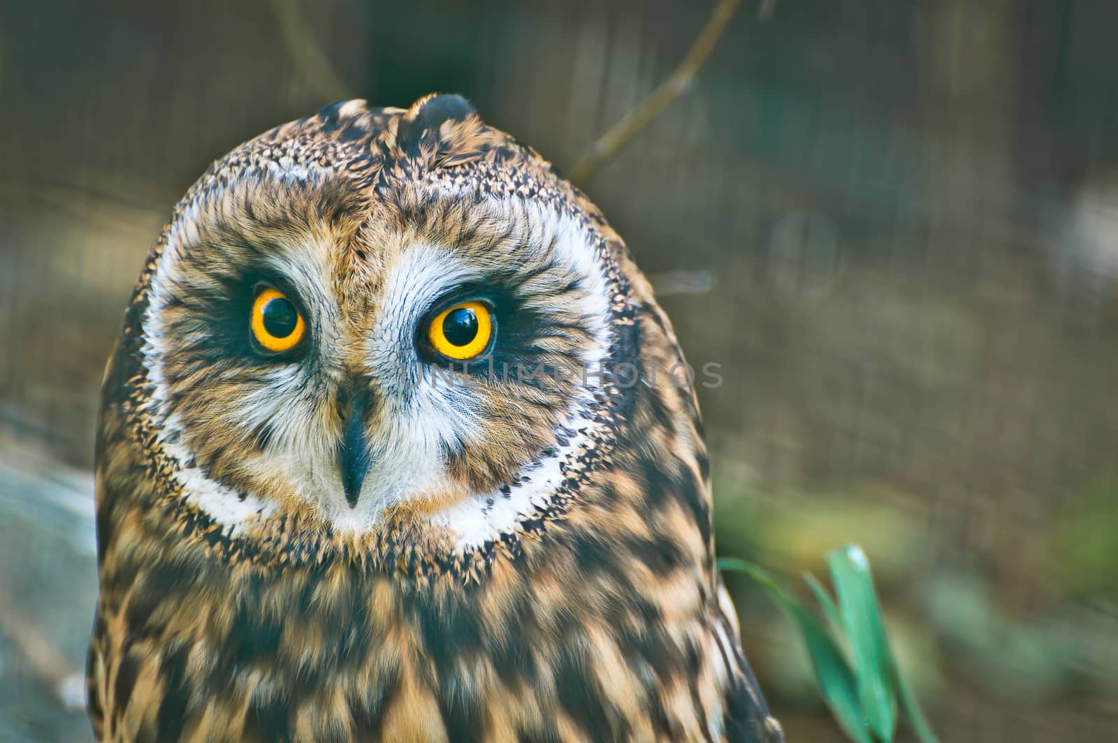 The Short Eared Owl is one of the most common owls in North America