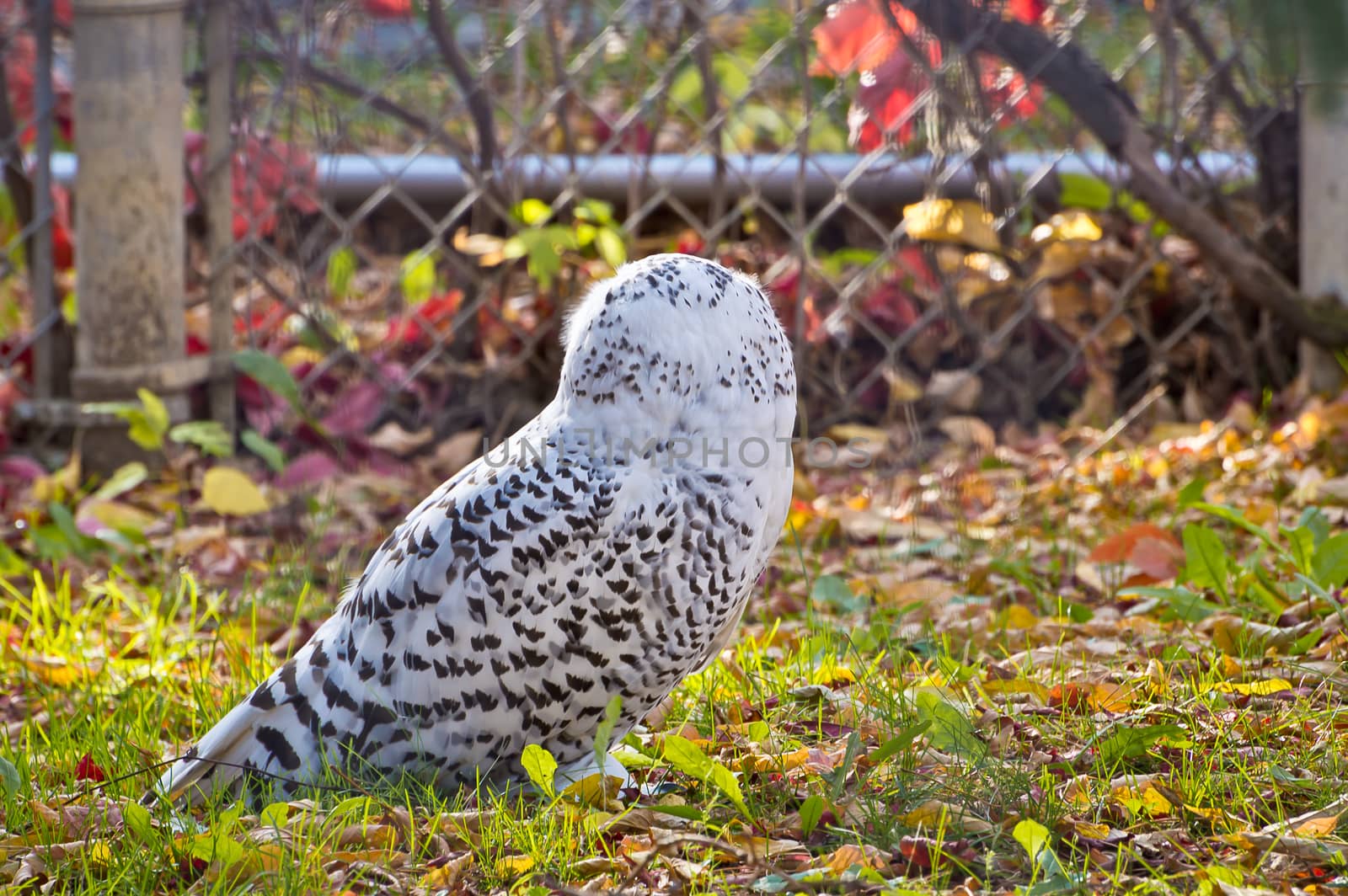 Snowy Owl inspecting its surroundings, unconcerned with my approach.