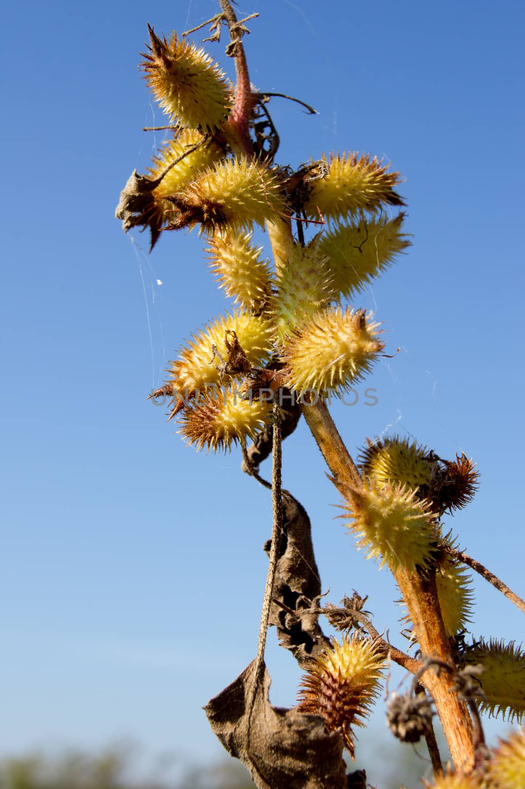 The cocklebur (Xanthium strumarium), a hardy weed stubble.