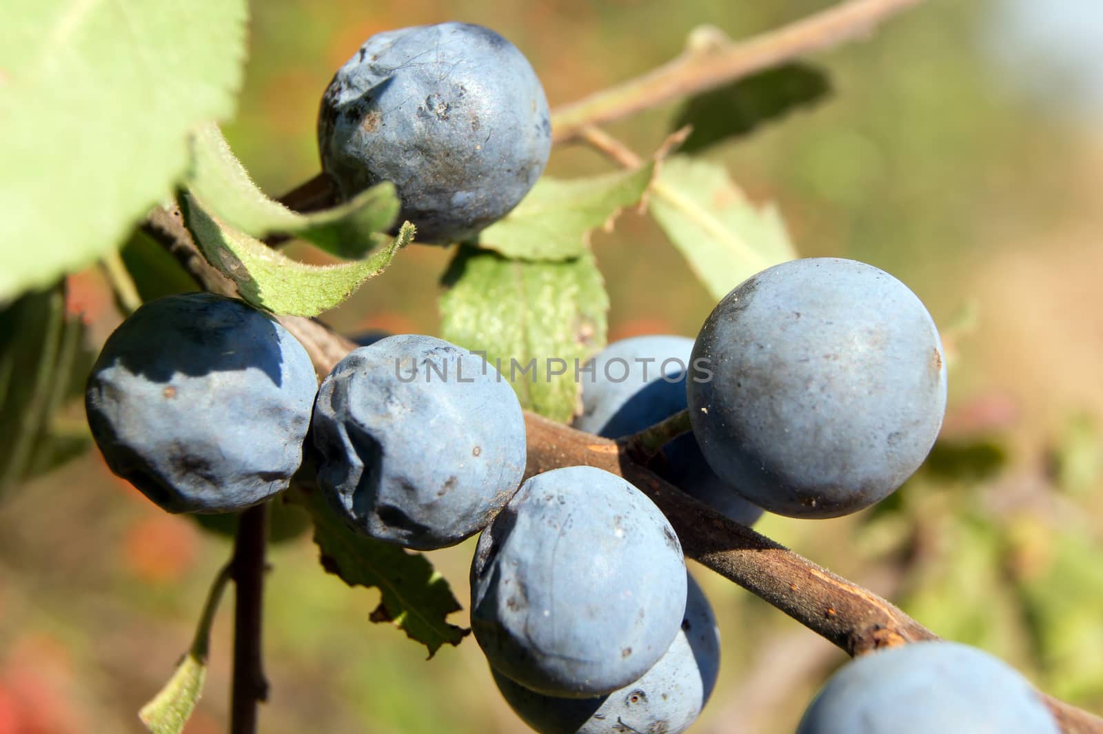 The blue sloe (Prunus spinosa) fruit of the autumn forest.