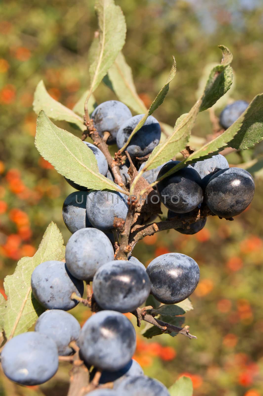 The blue sloe (Prunus spinosa) fruit of the autumn forest.