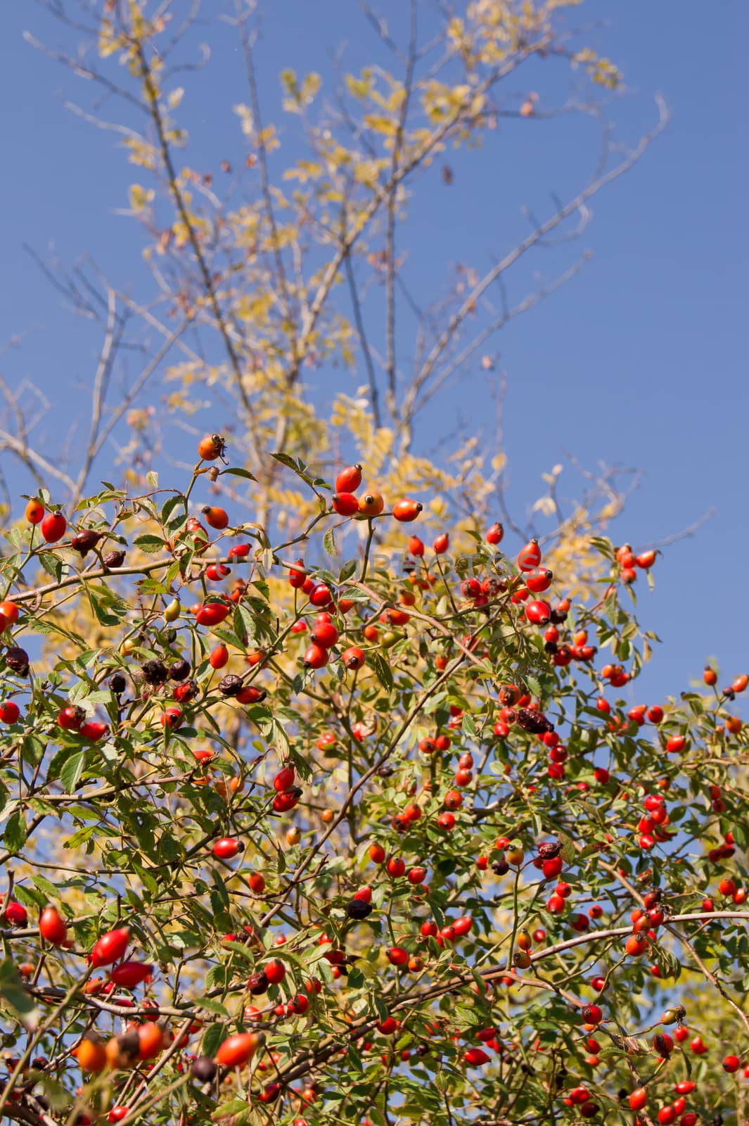 The wild rose (Rosa Canina) berries, rose hips.