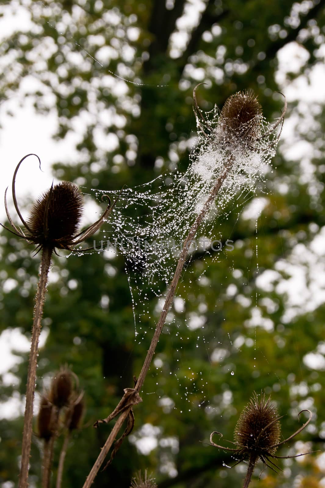 He struggled with water drops on spider web thistle.