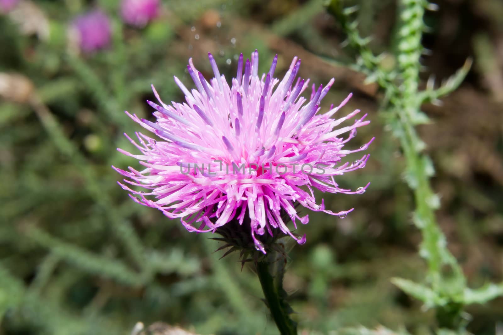 The roadside thistle (Carduus acanthoides) open ditch.