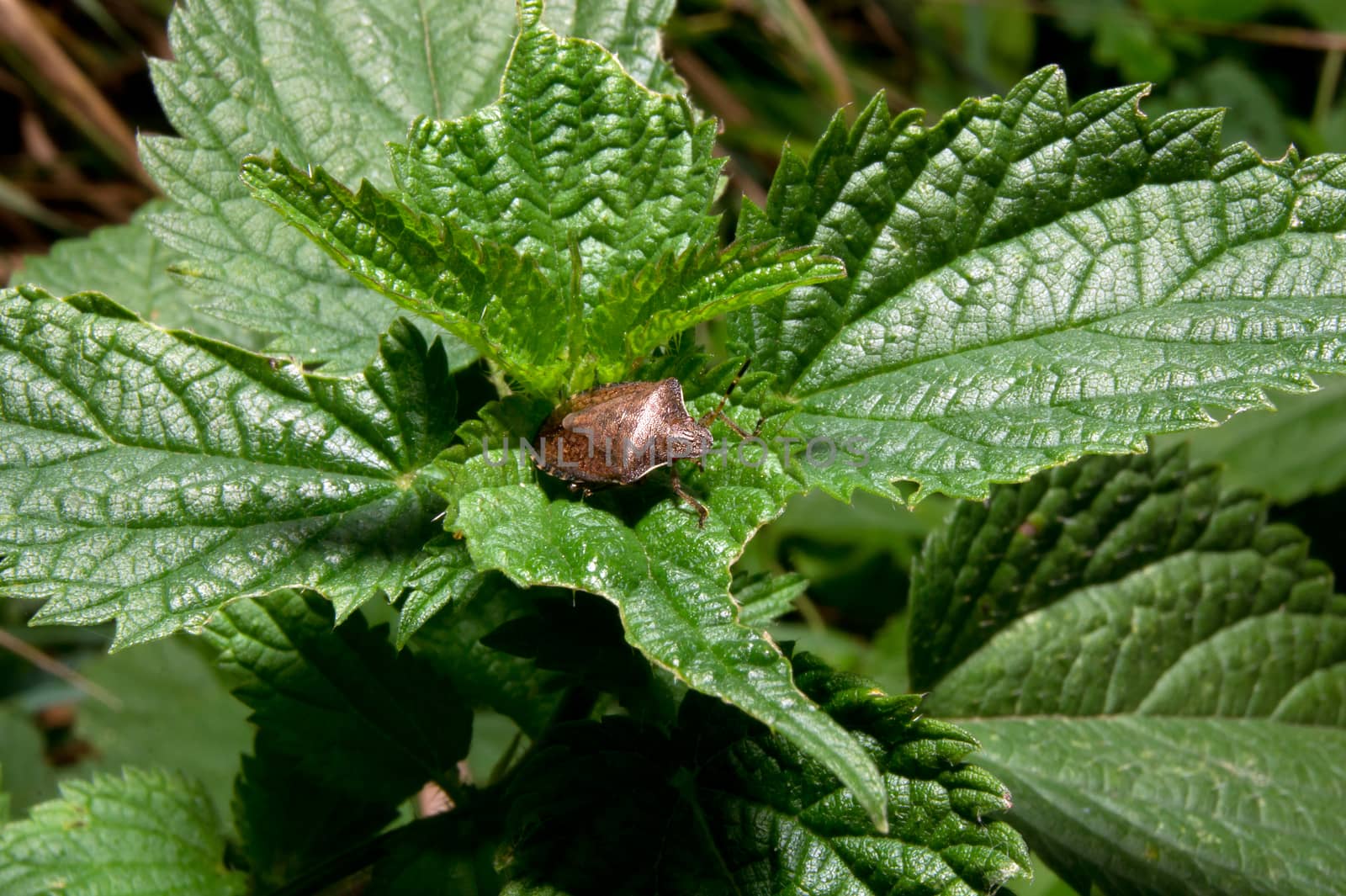 The seven-spotted ladybug (Coccinella septempunctata) resting on a nettle