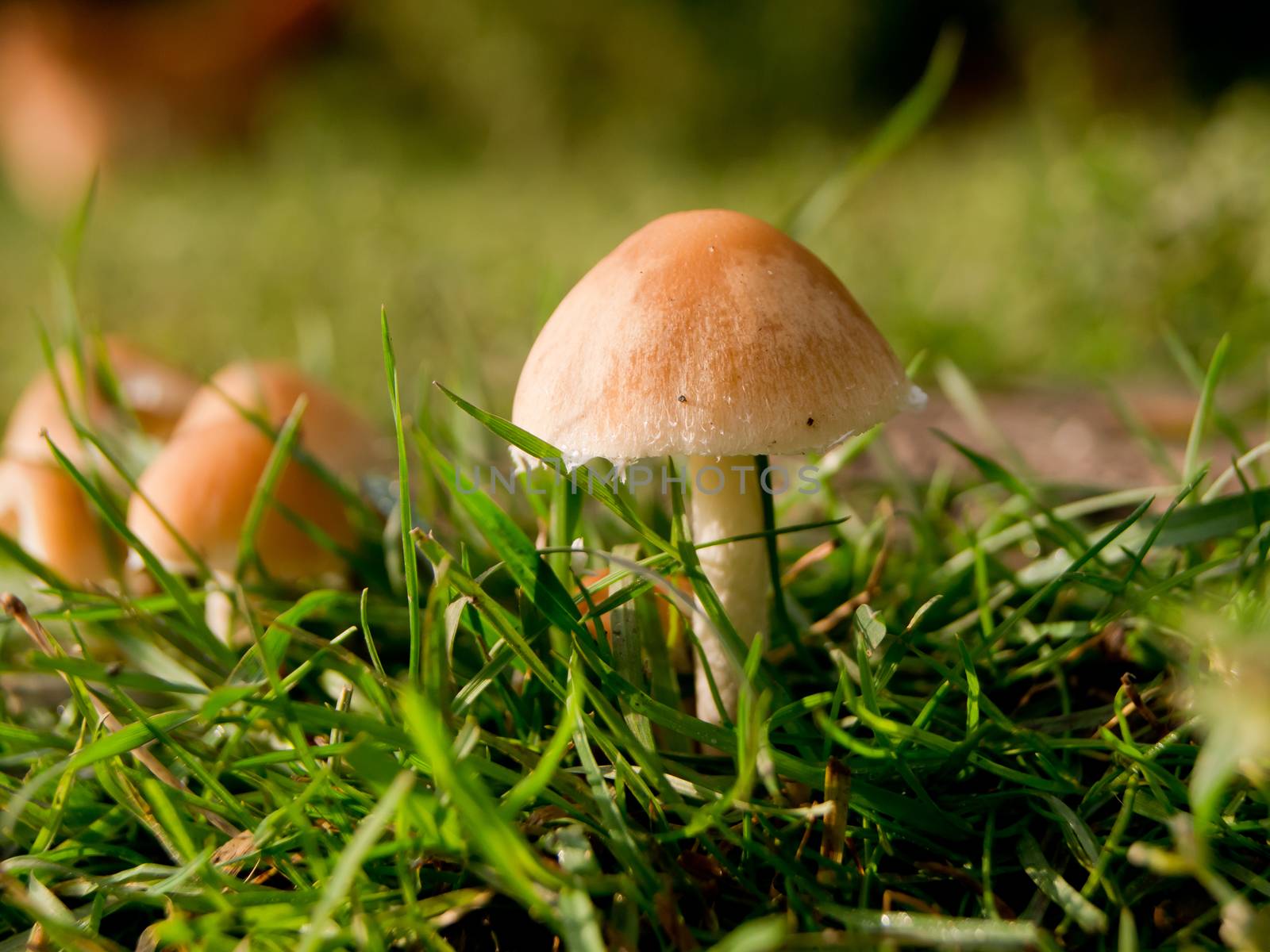 Mushrooms next to the trunk rainy weather.