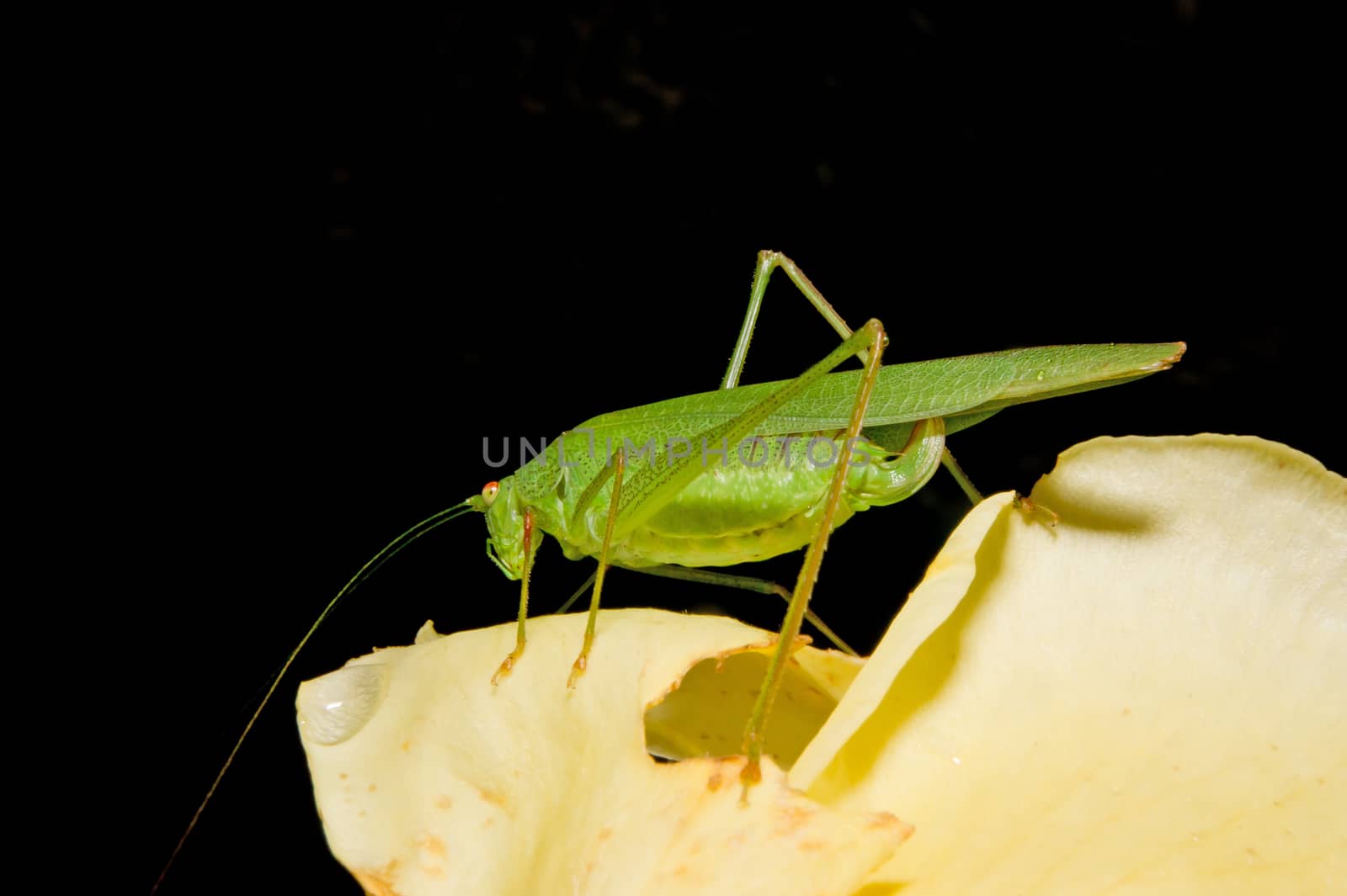 Tettigonia viridissima  (Tettigonia viridissima) yellow rose petals.