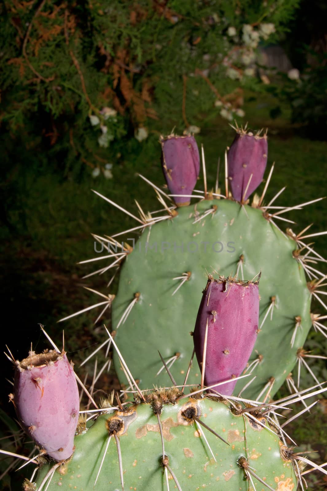 Prickly pear (Opuntia ficus-indica) fruit is edible.