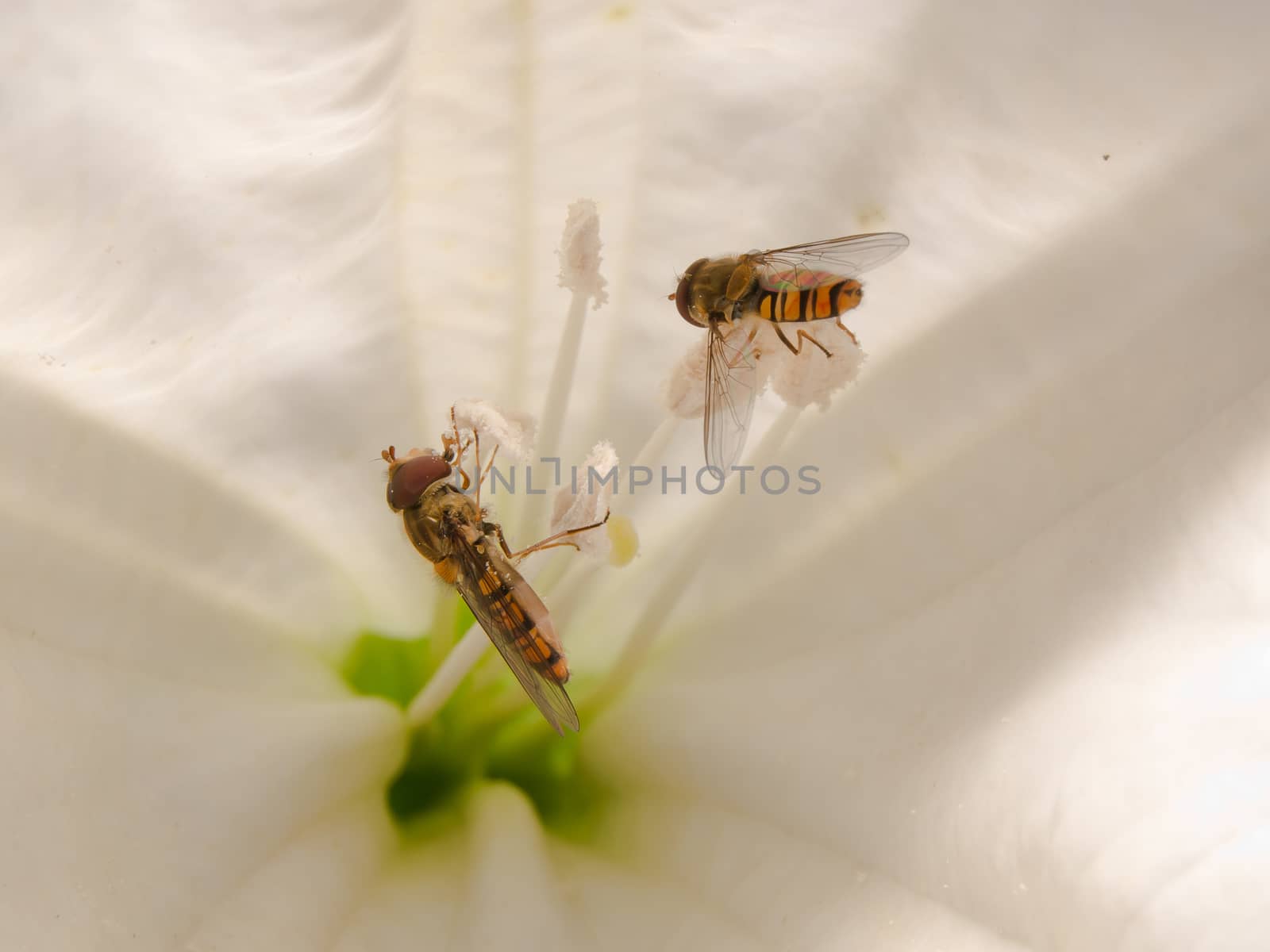 hoverfly (Syrphidae) on trumpet flower pollen eating.