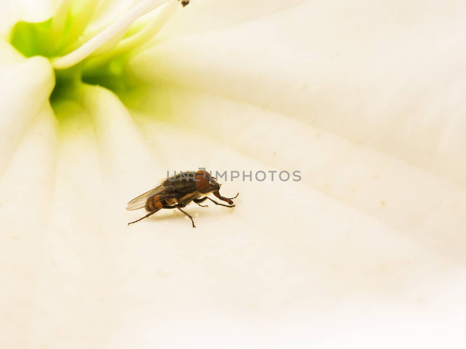 hoverfly (Syrphidae) on trumpet flower pollen eating.