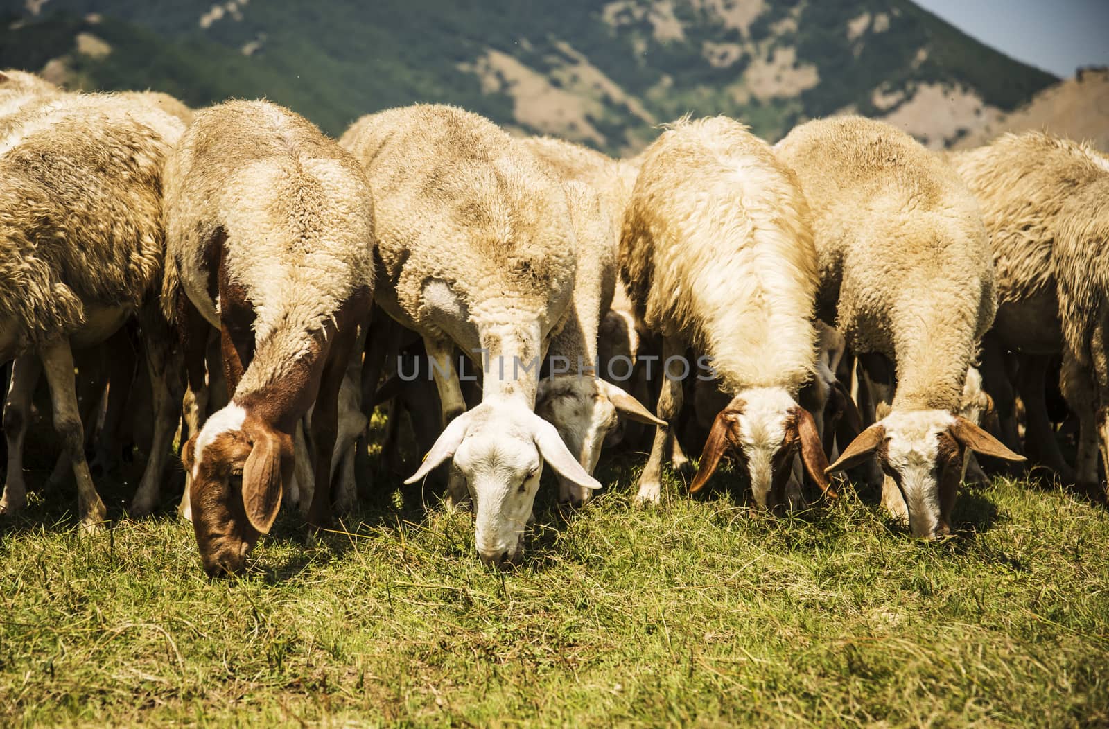 farm sheep lambs by edella