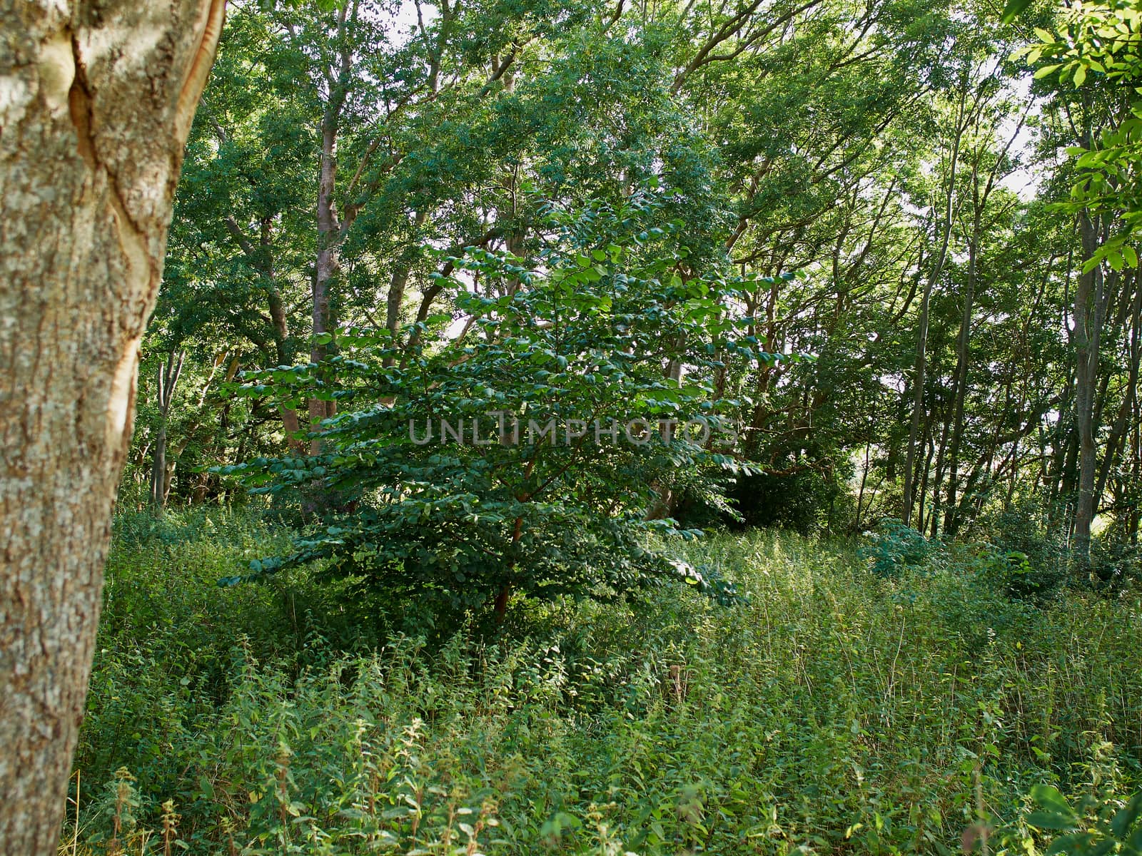 Beautiful lush green forest great spring summer nature background  