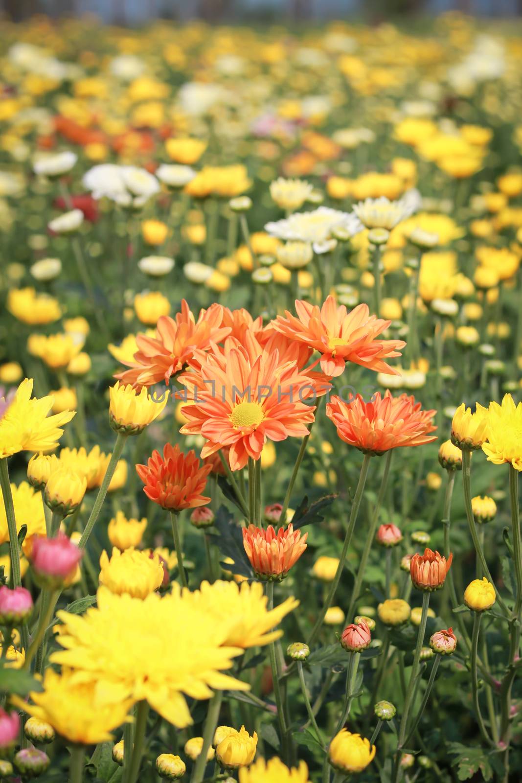 chrysanthemum Flowers in garden by powerbeephoto