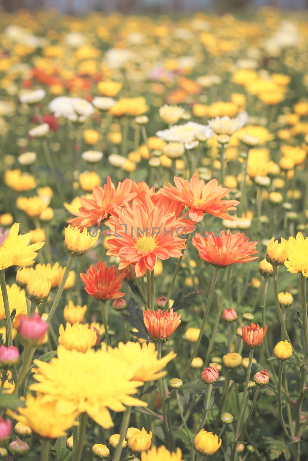 chrysanthemum Flowers in garden by powerbeephoto