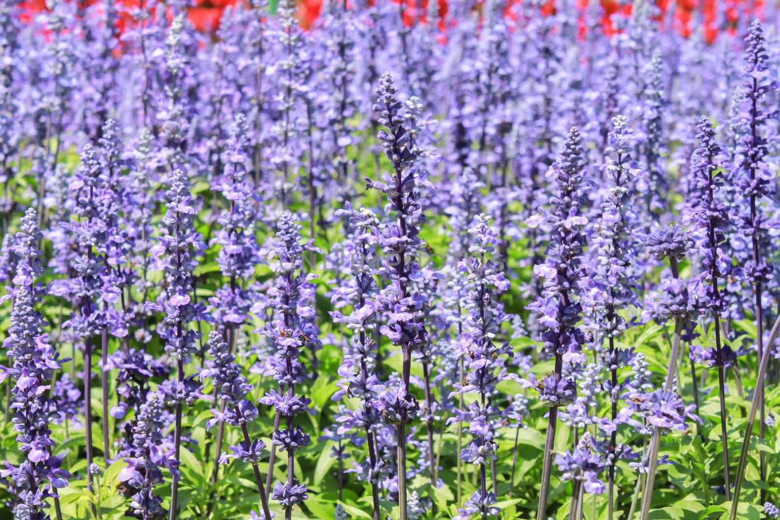 lavender and flower garden