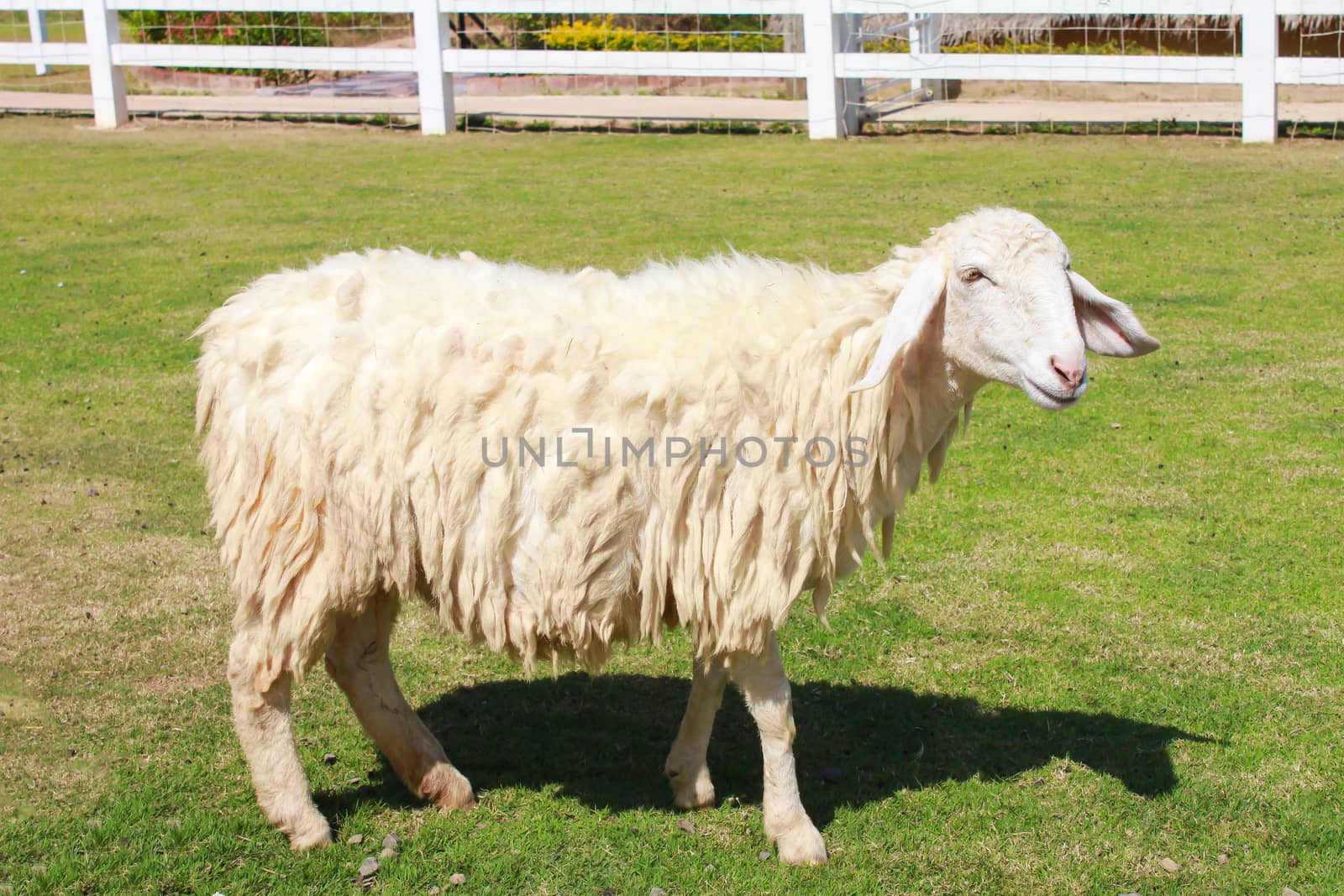 Sheep in farm field by powerbeephoto
