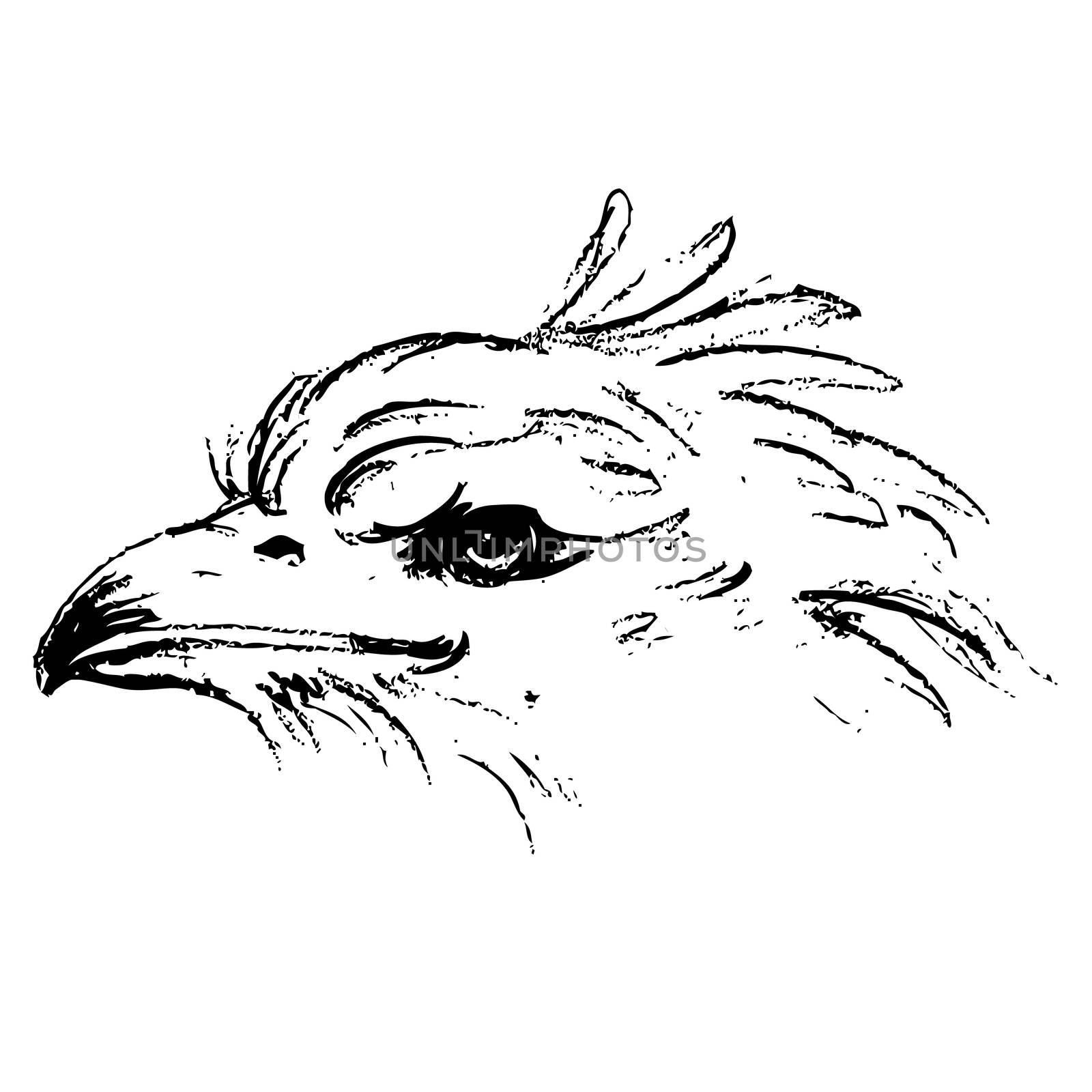 Black and white angry eagle head hand drawn on white background