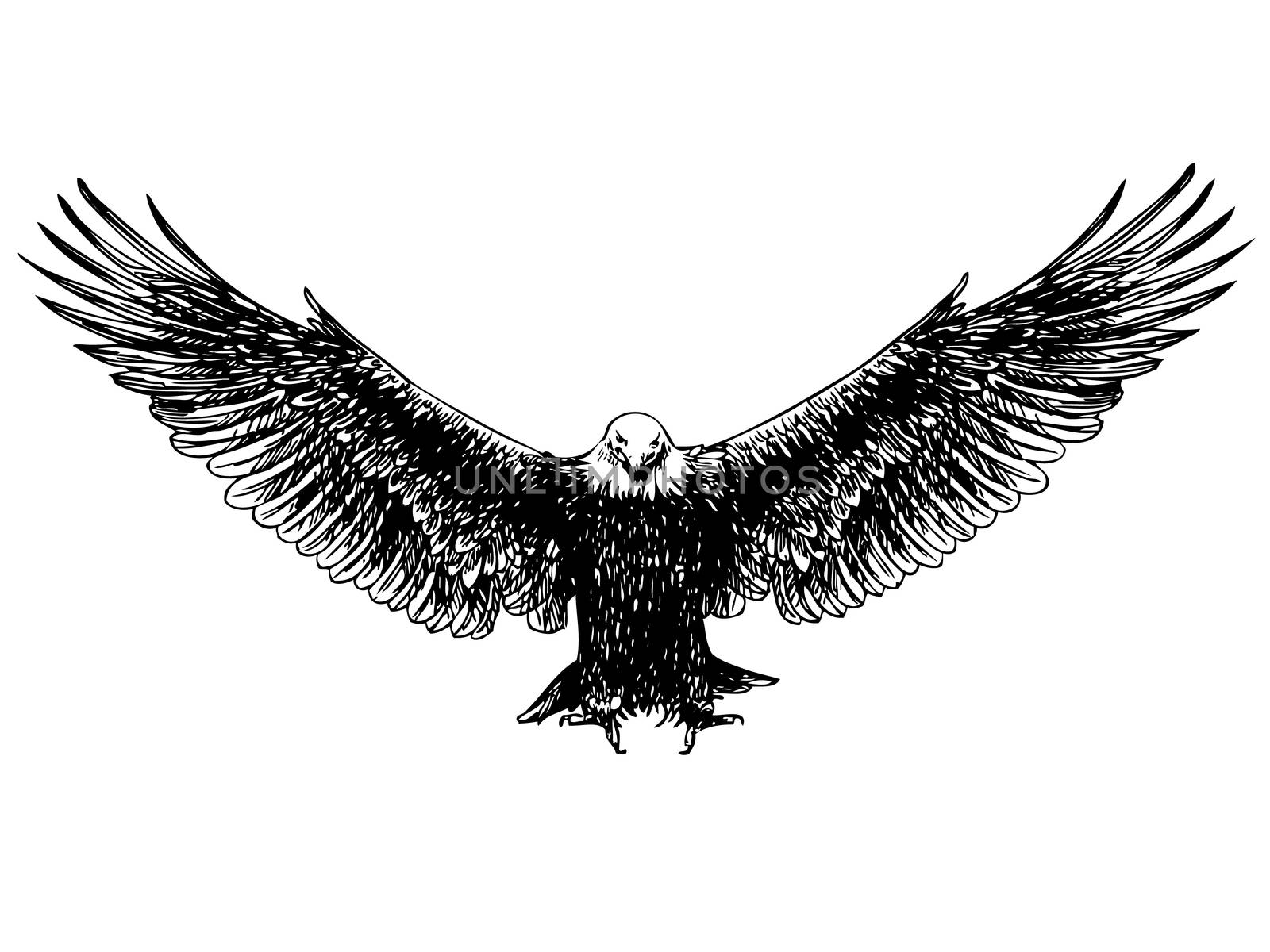 freehand sketch of flying eagle hand drawn on white background
