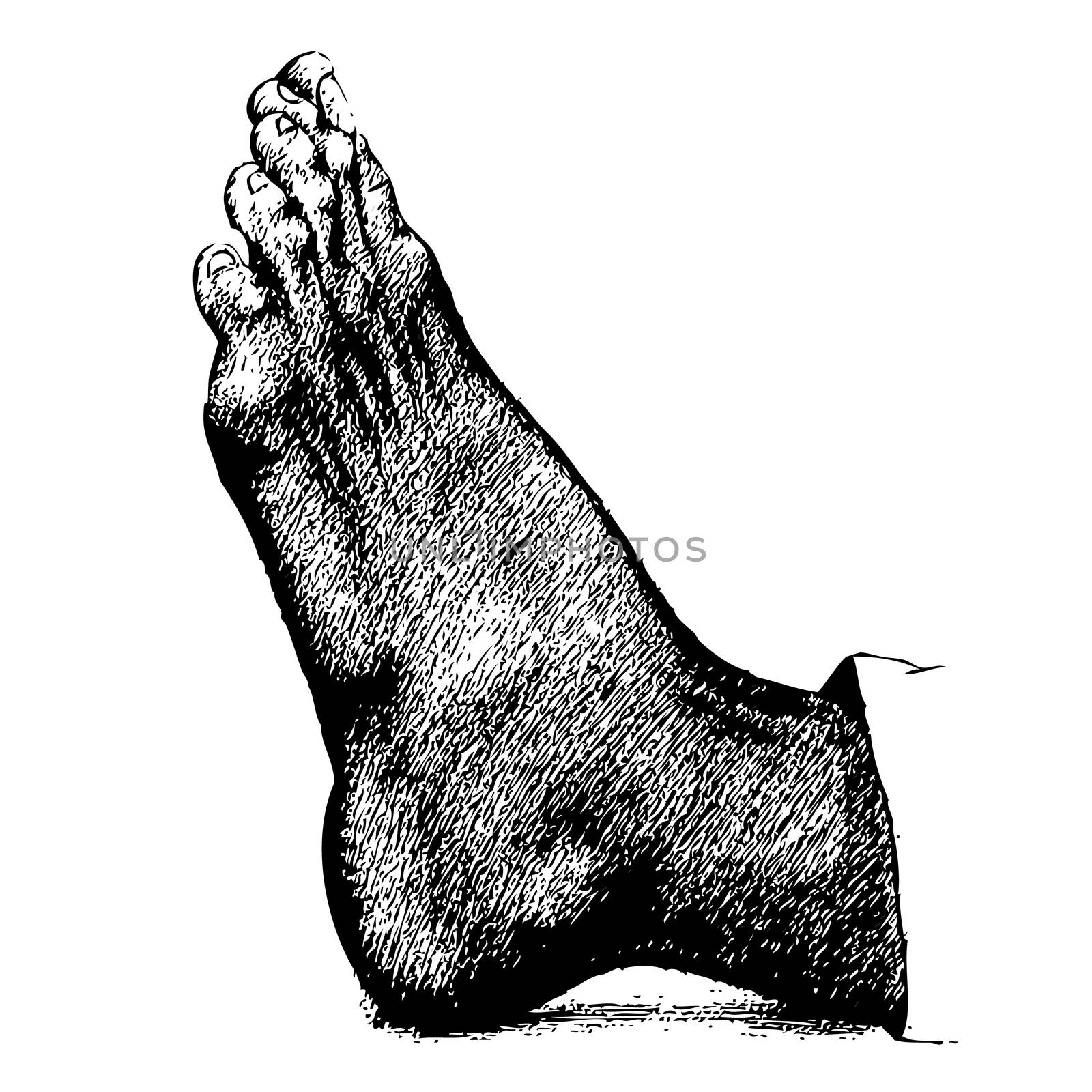 freehand sketch of left human foot hand drawn on white background